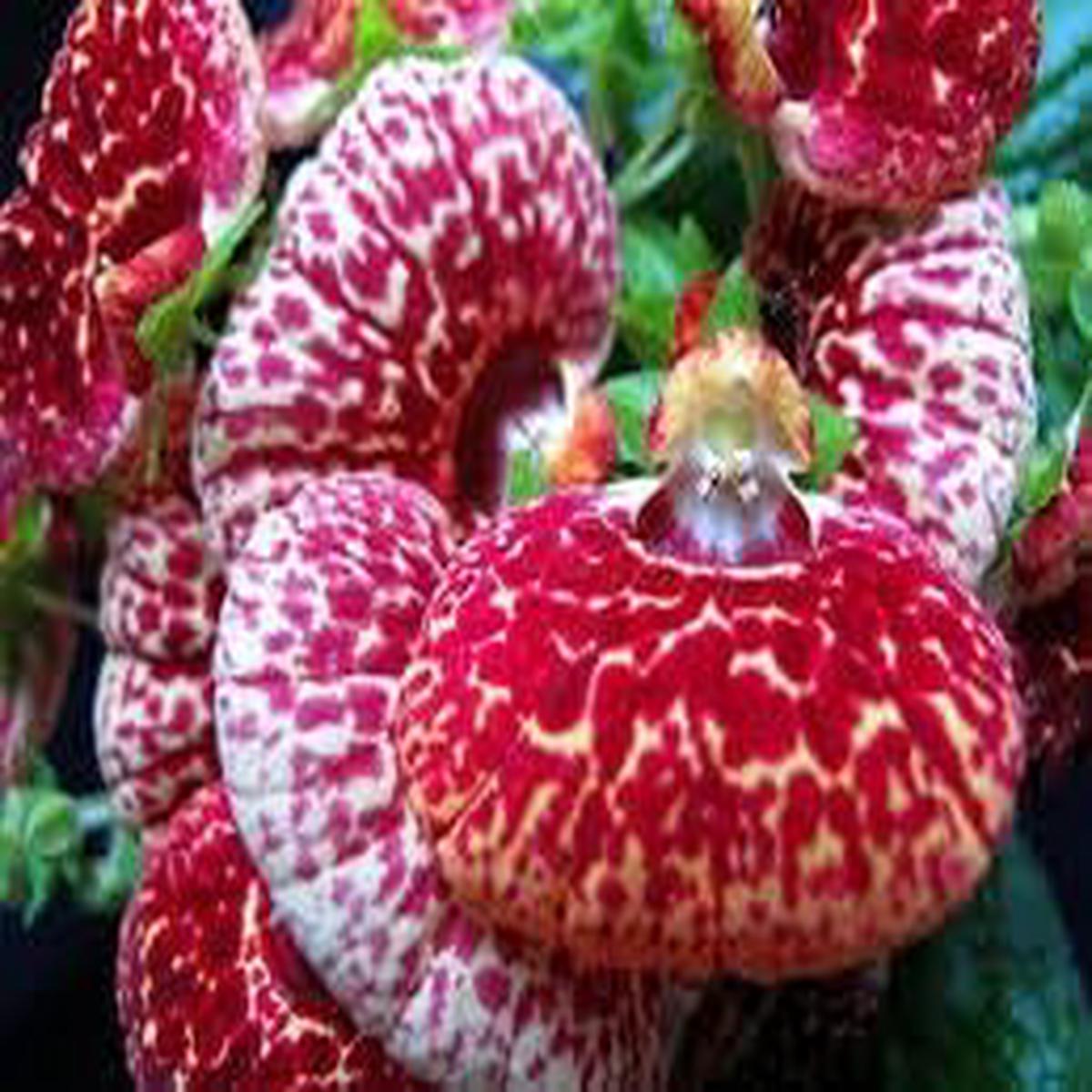 Calceolaria Flower Seeds Heirloom, Non-GMO, High Germination Bright Organic Garden Seeds for Decorative Planting