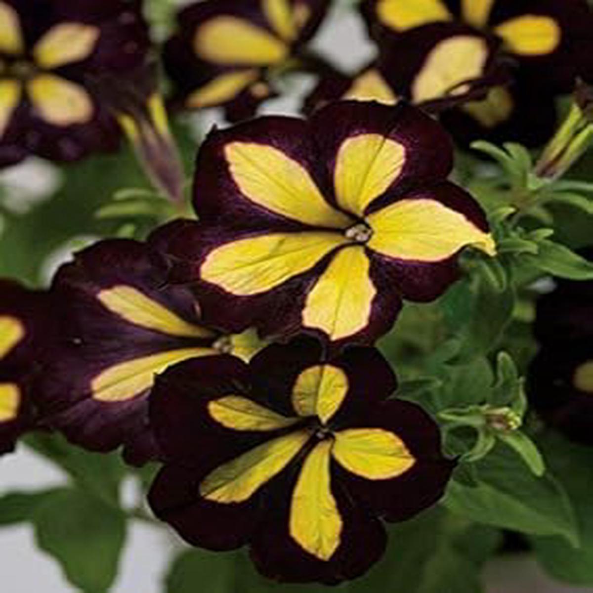 Chocolate Petunia Flower Seeds for Planting Heirloom Non-GMO | High Germination Organic Garden Seeds