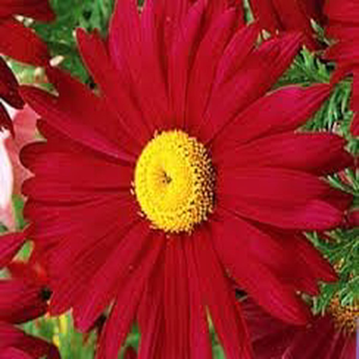 Chrysanthemum Robinson Flower seeds for Planting - Easy to Grow, Heirloom & GMO Free Seeds for Home Garden, 100 pcs
