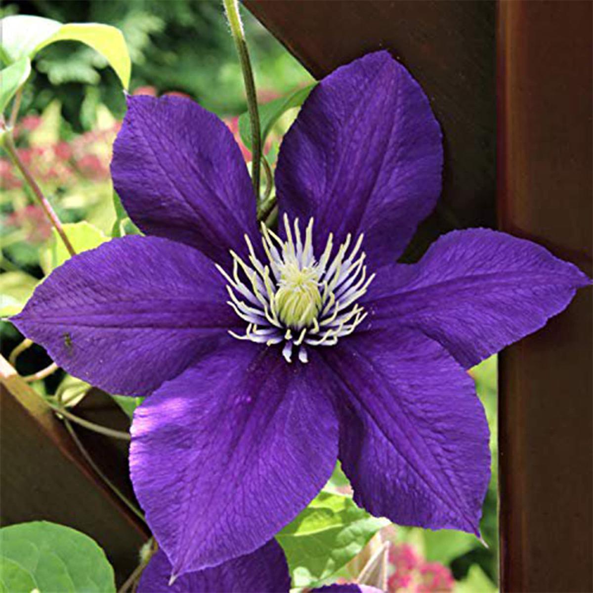 Clematis Climbing Flower seeds for Planting Vibrant Colors Heirloom & GMO Free Seeds for Home Garden