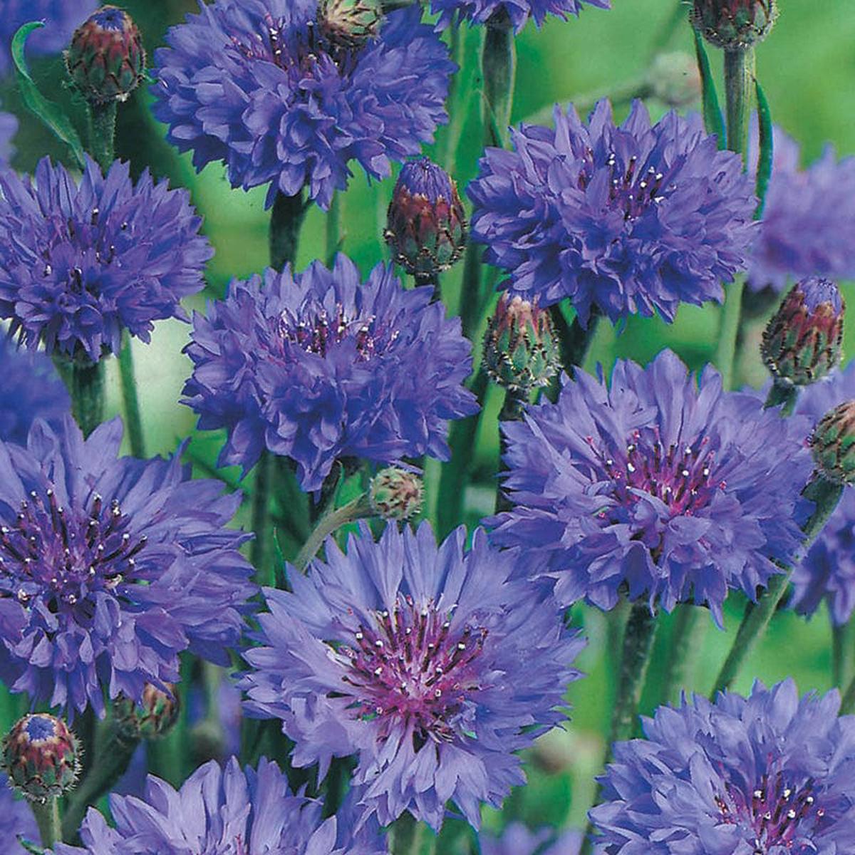 Cornflower Blue Ball Flower Seeds