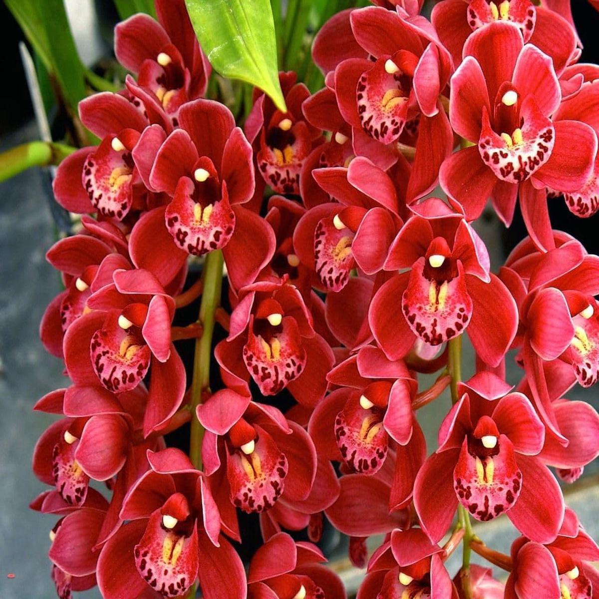 Cymbidium Flower Seeds for Planting  Organic, Heirloom, Non-GMO Orchid Seeds, High Germination