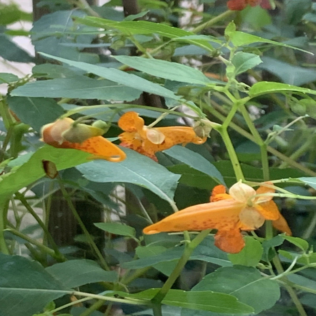 FreeBogo20 Hummingbird Favs Impatiens TouchMeNot Orange Jewelweed NativeOrganic Seeds  Heirloom, Non-GMO, High Germination Organic Garden Seeds