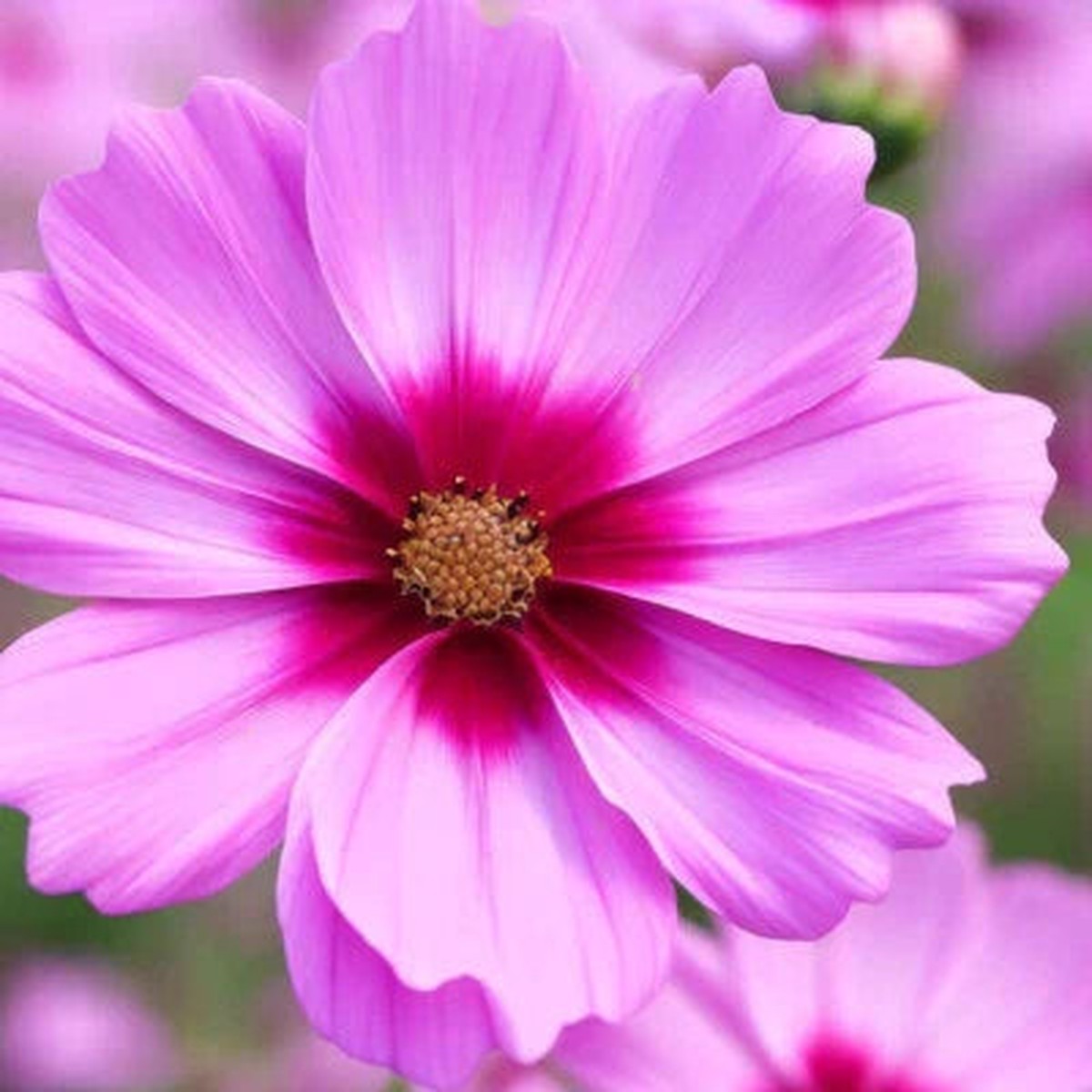 Gloria Cosmos Planting Non Gmo Store Heirloom Flower Seeds Home Garden Planting, Blooming