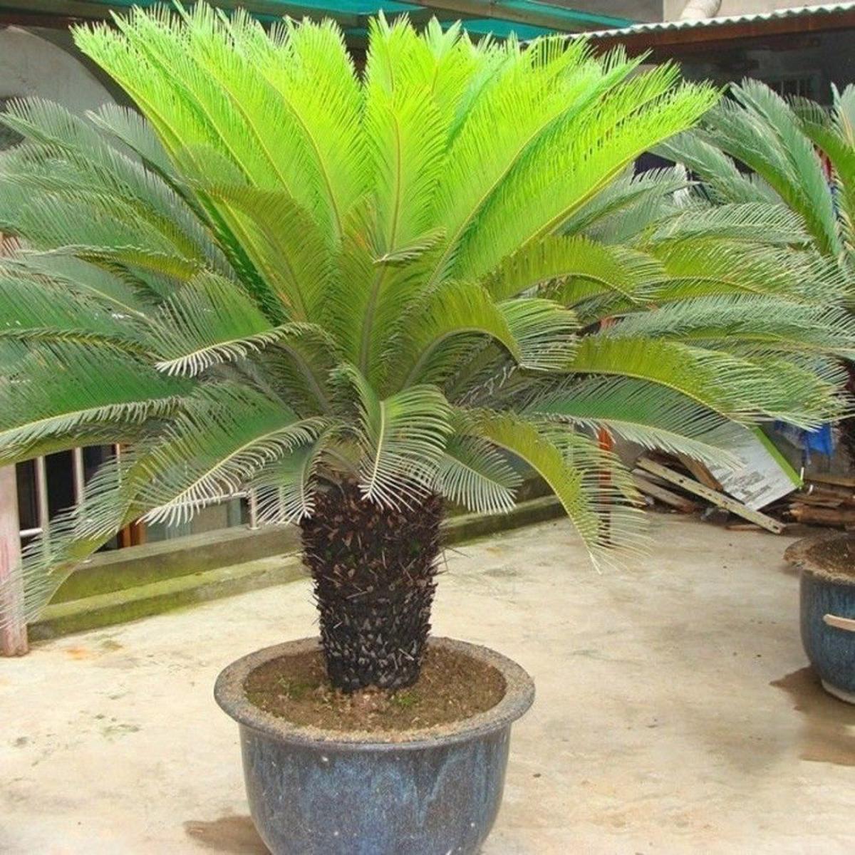 Green Cycas Plant Seeds for Planting Heirloom, Non-GMO, Organic Garden Seeds with High Germination