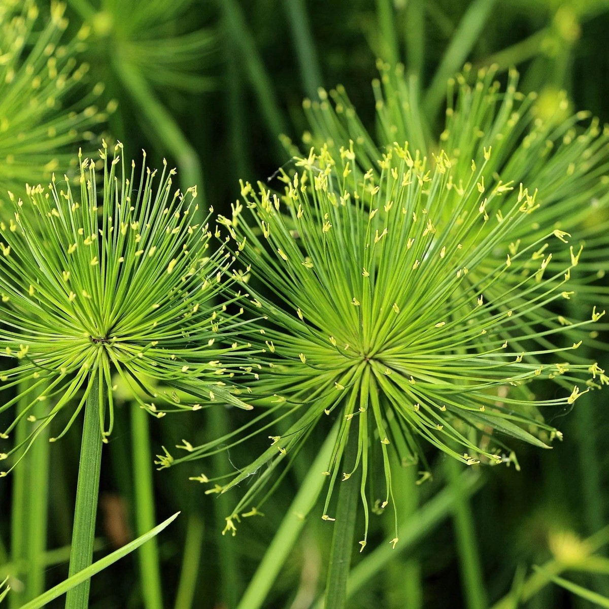 Green Heirloom Non Gmo Cyperus Papyrus Flower Ornamental Water Garden Planting Flower Seeds