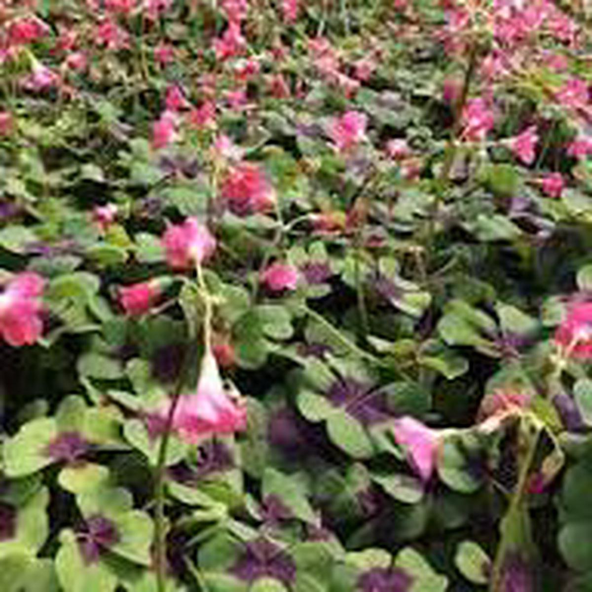 Green Purple Oxalis Corymbosa Flower Seeds for Planting - Heirloom, Non-GMO, High Germination Organic Garden Seeds
