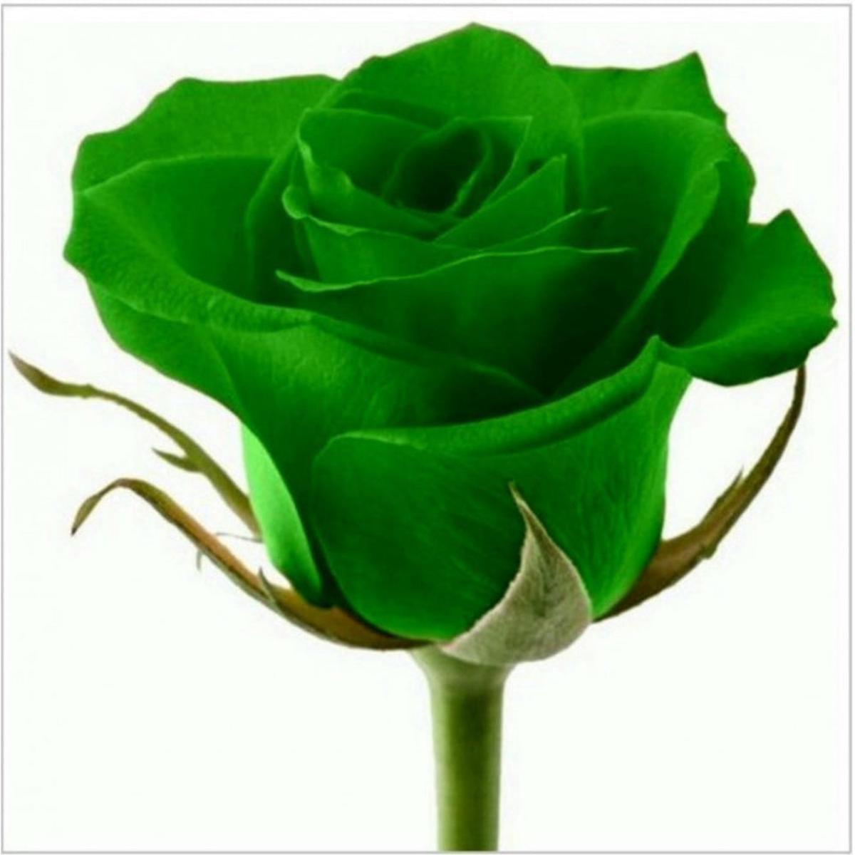 Green Rose (Rosa Chinensis) Flower Seeds Heirloom, Non-GMO, Perennial, Ornamental Variety