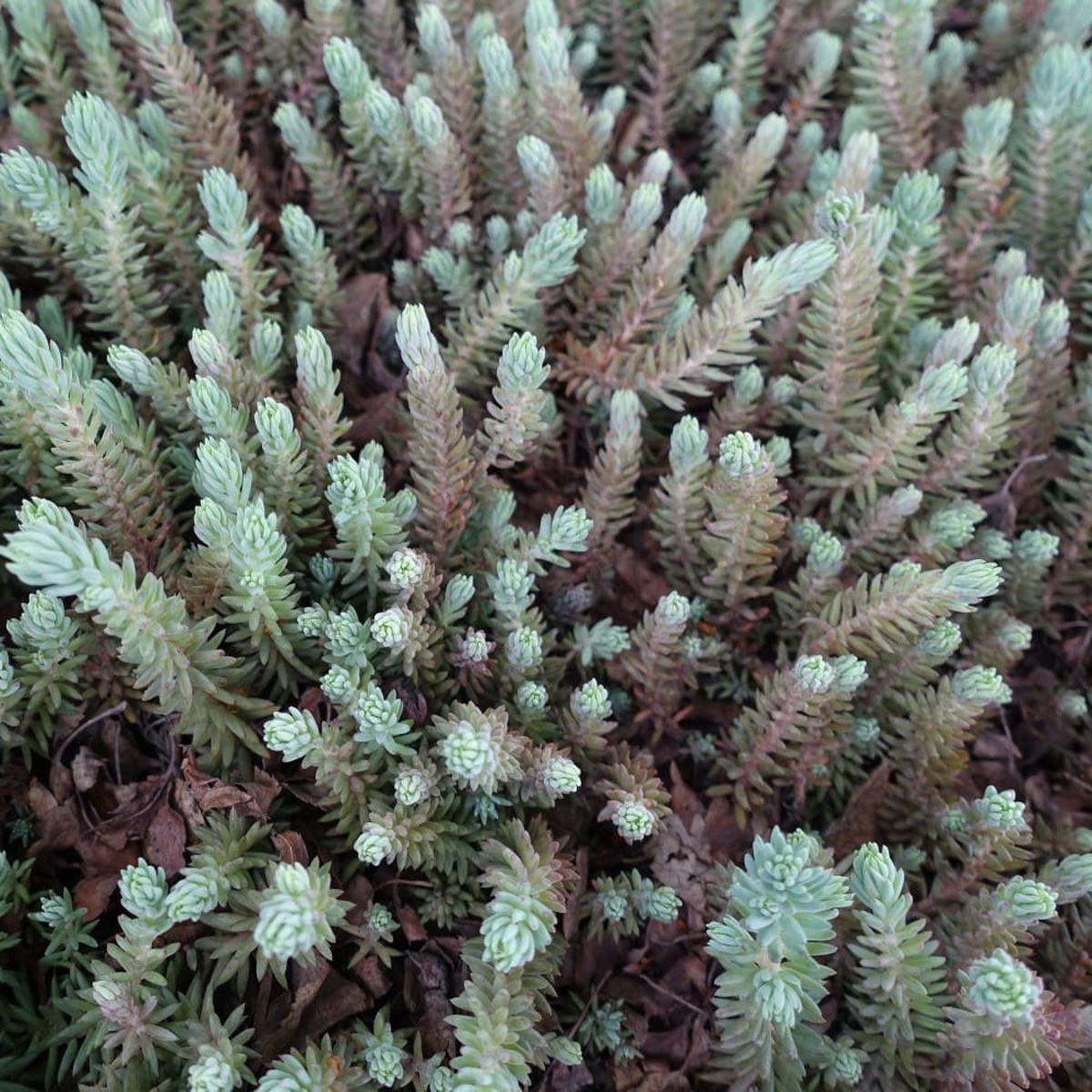 Green Sedum Montanum Flower Seeds for Planting Heirloom Non-GMO Seeds for Home Garden