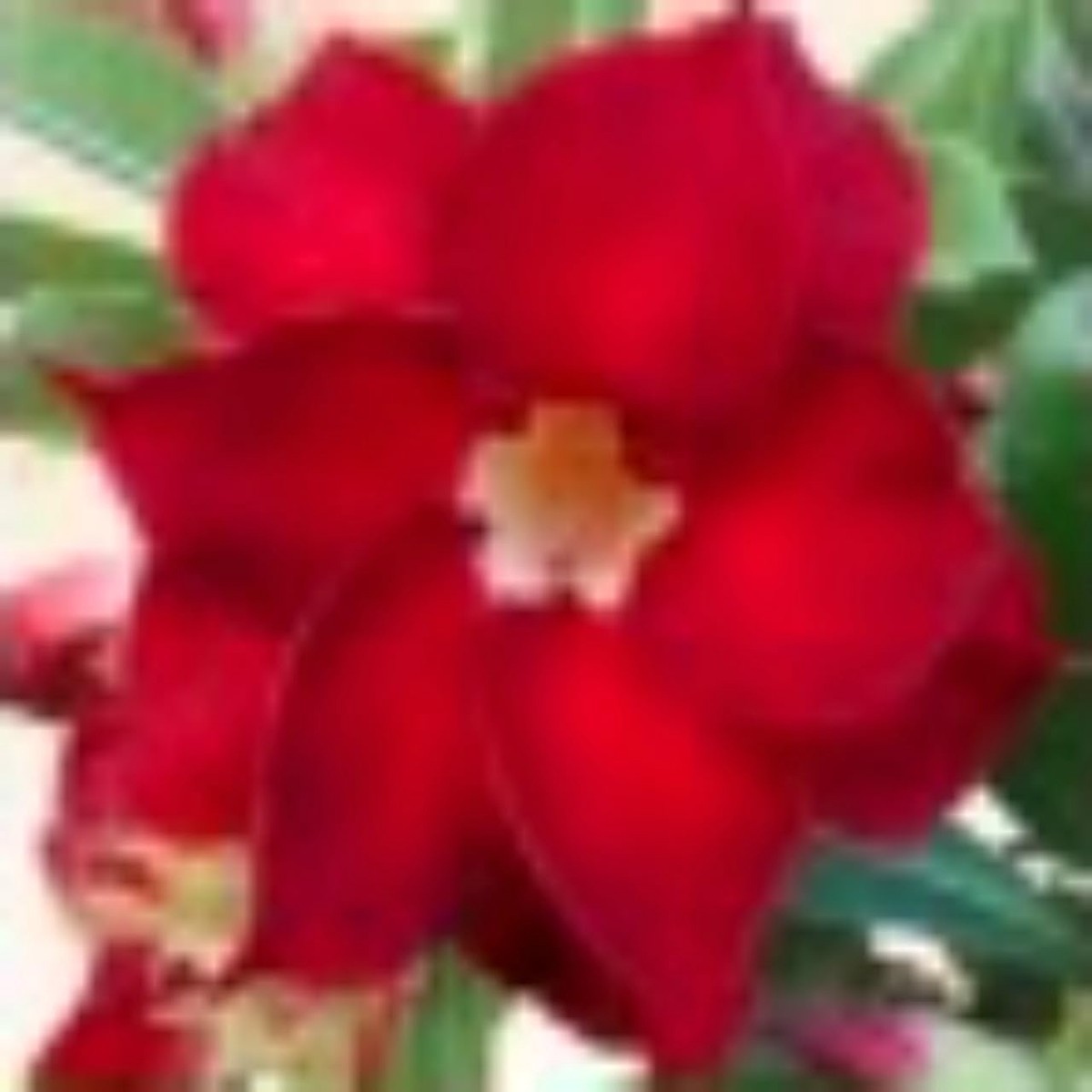 Heirloom Deep Red Adenium Obesum Flower Seeds for Planting Non-GMO, High Germination Desert Rose Garden Seeds