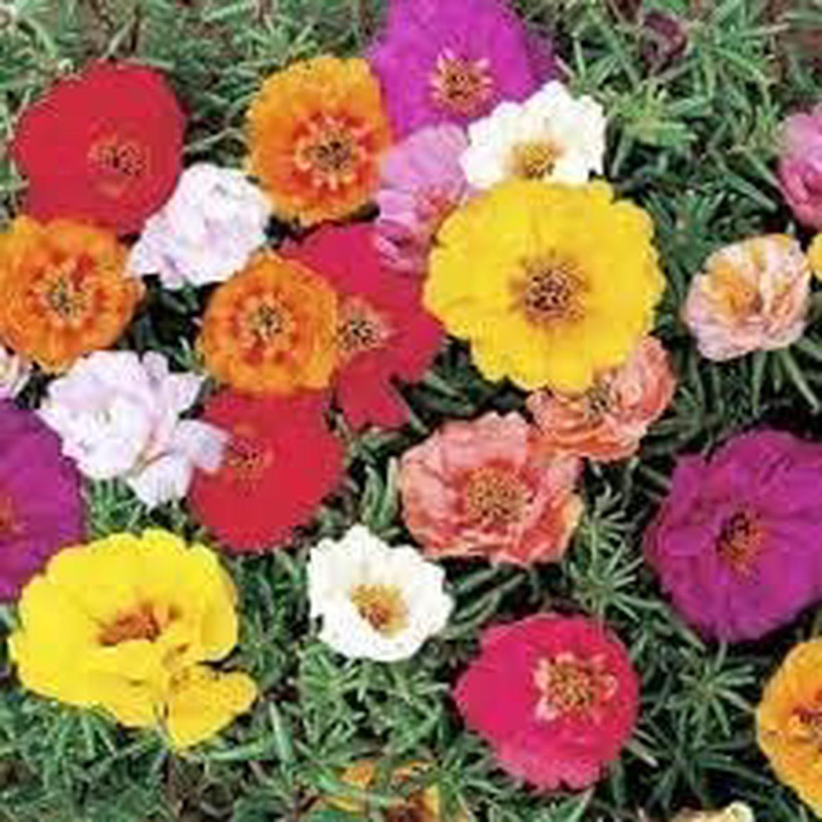 Heirloom Grandiflora Flower seeds for Planting Shade Tolerant Heirloom & GMO Free Seeds for Home Garden