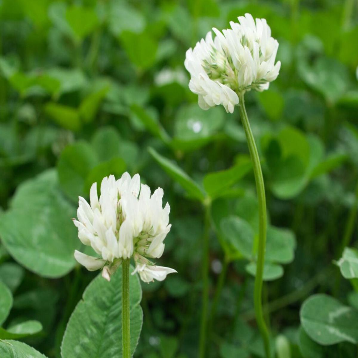 Heirloom Non-GMO Clover Flower Seeds for Planting  Vibrant Pollinator-Friendly Garden Blooms