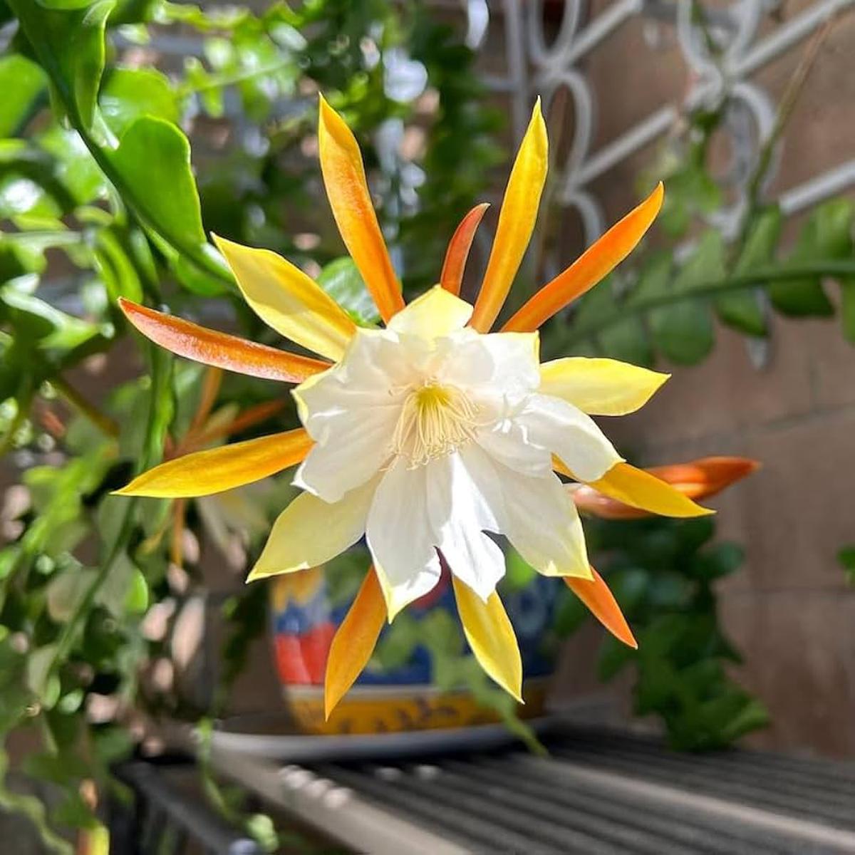 Heirloom Non-GMO Epiphyllum Anguligar Flower Seeds Exotic Cactus Blooms for Garden Planting