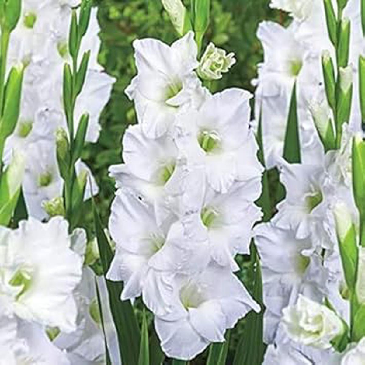 Heirloom Non-GMO Gladiolus Flower Seeds for Planting Elegant White Blooms, Fresh Organic Garden Seeds, High Germination