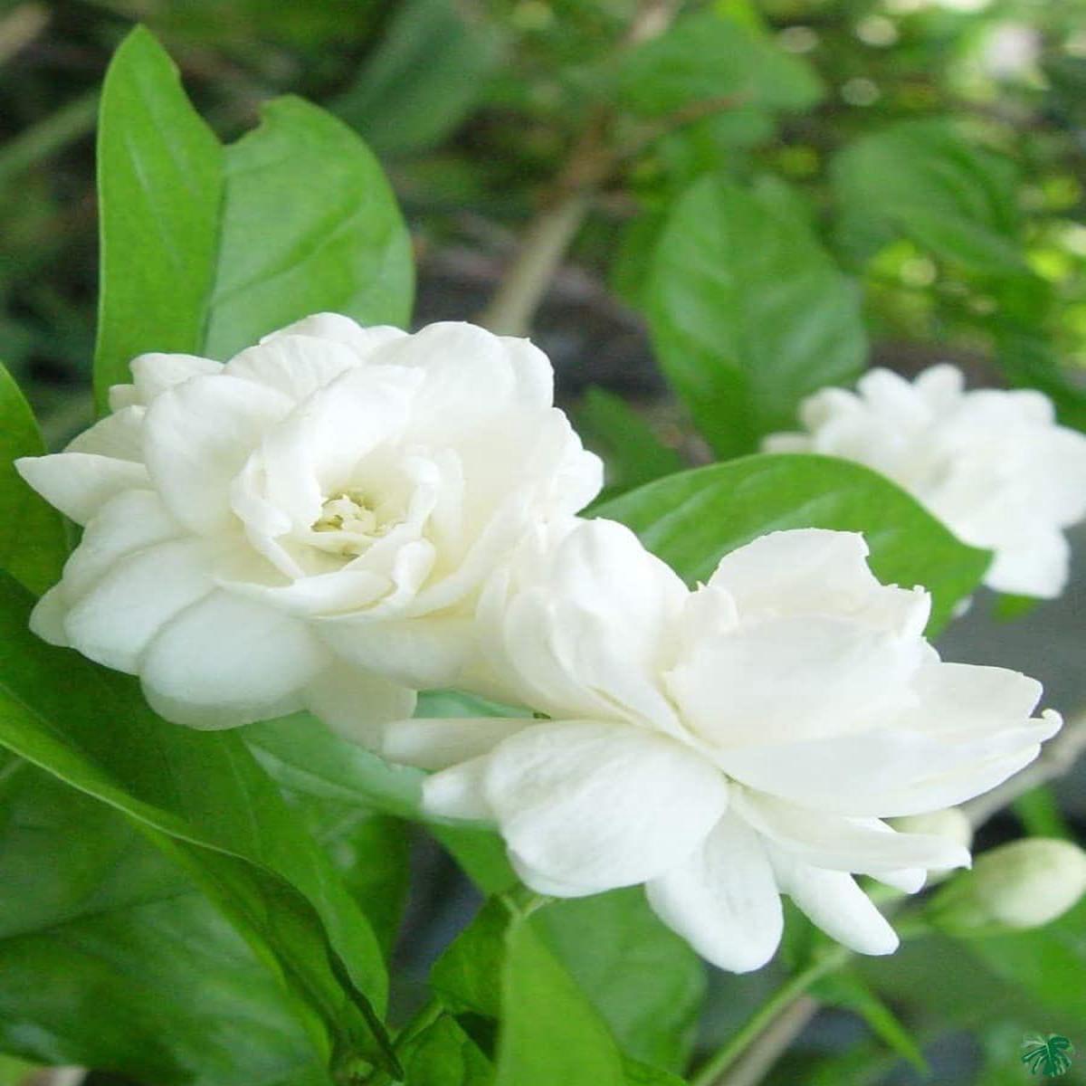 Heirloom Non-GMO Mogra Flower Seeds for Planting  Fragrant Jasmine Garden Blooms, High Germination