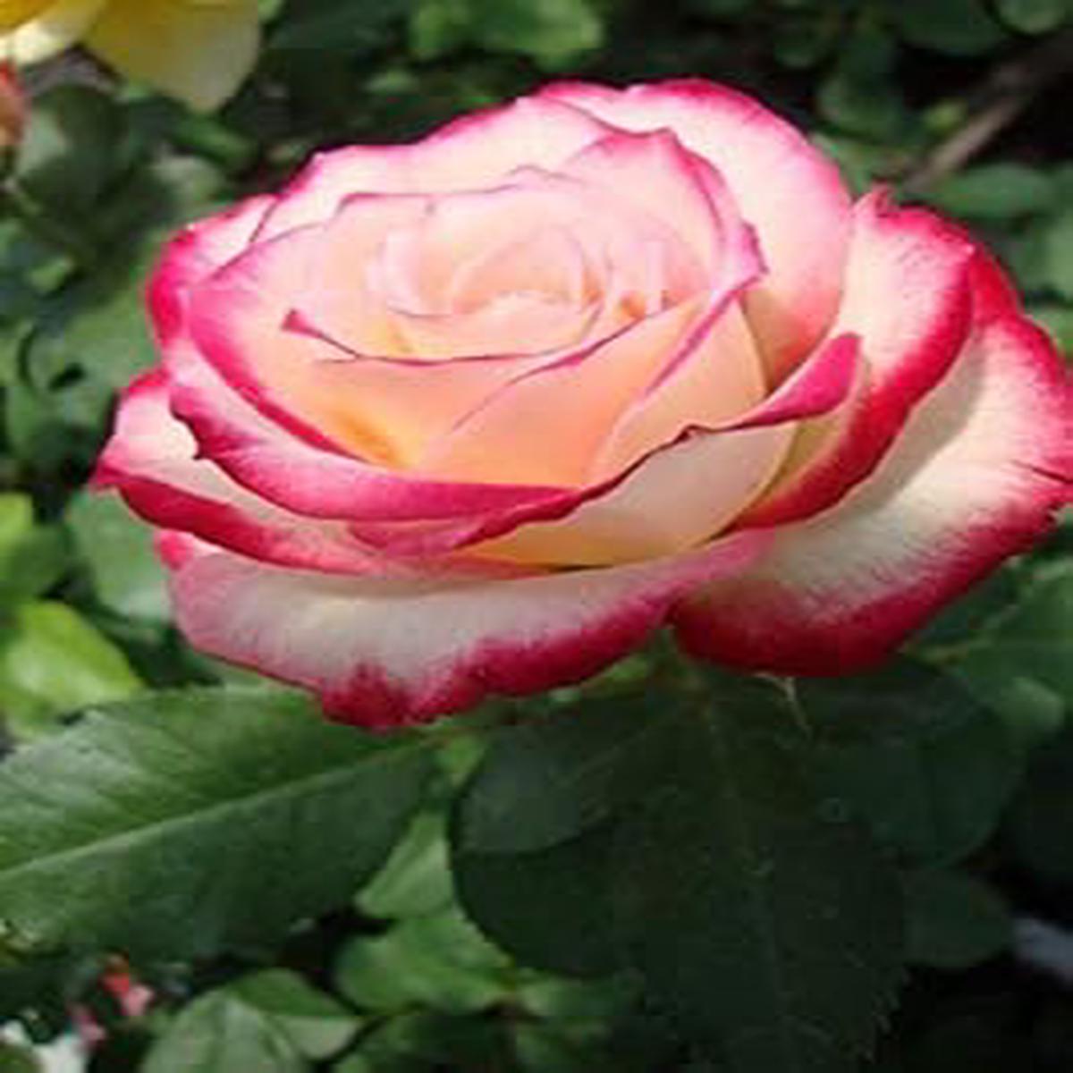 Heirloom Non-GMO Multi-Color Rose Flower Seeds for Planting  Pink & White Organic Garden Seeds