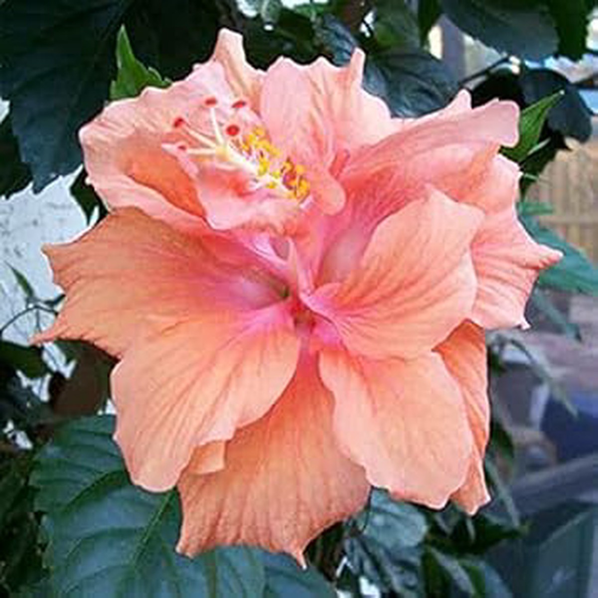 Heirloom Non-GMO Peach Hibiscus Flower Seeds High Germination Tropical Garden Seeds for Vibrant Blooms
