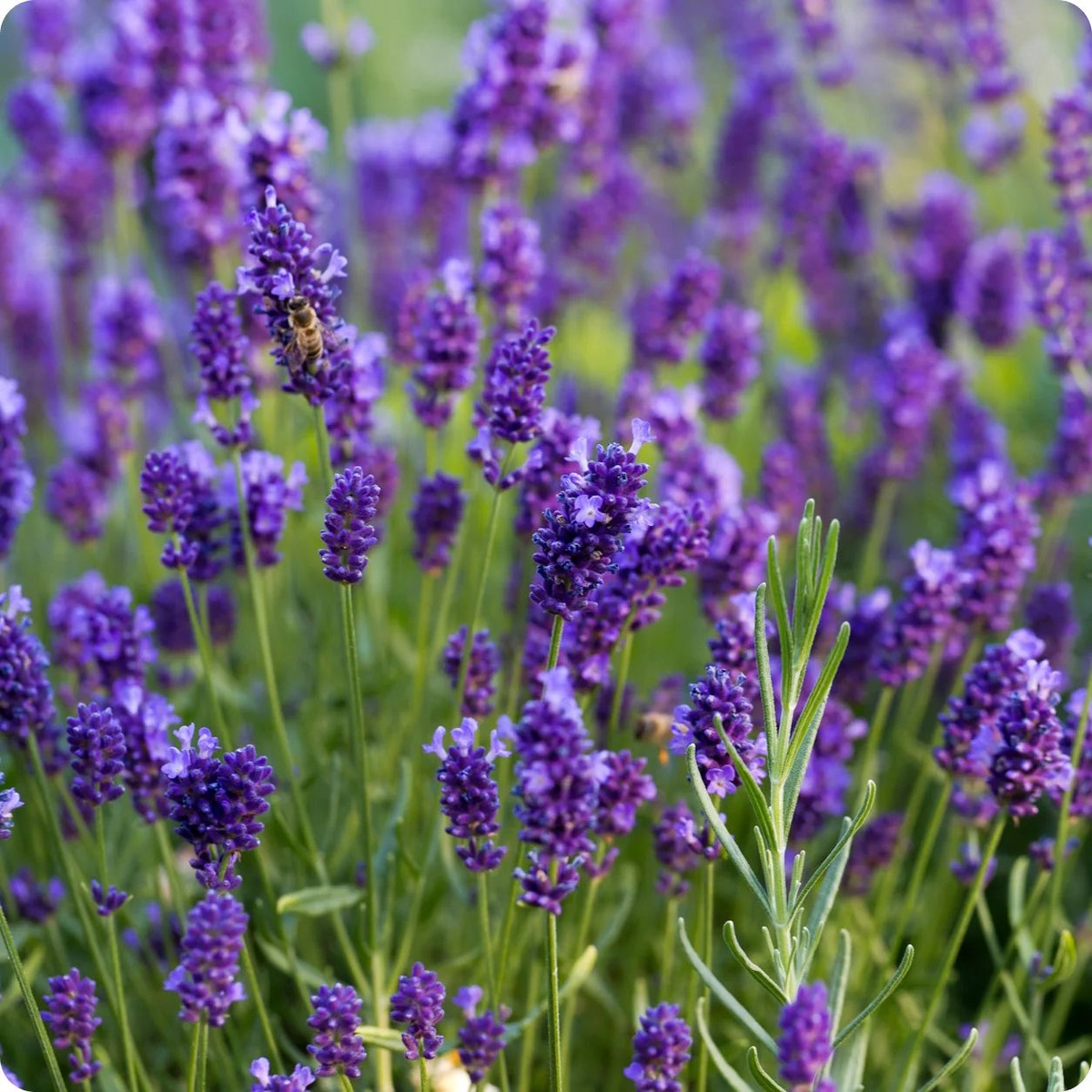 Heirloom Non-GMO Purple Fragrant Flower Seeds for Aromatic Garden Spaces and Seasonal Planting