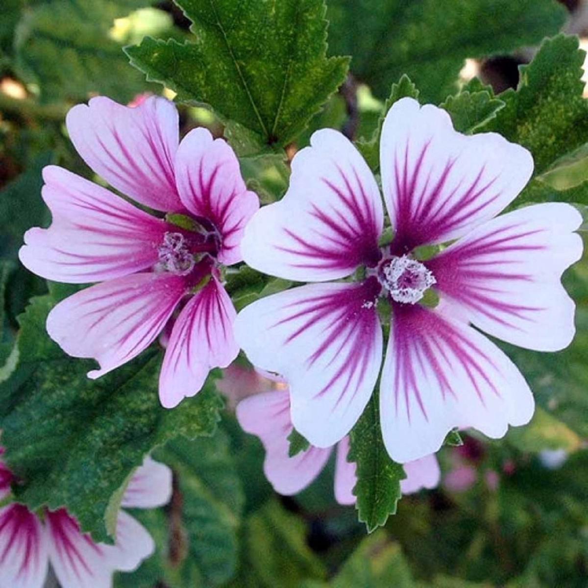 Heirloom Non-GMO Purple White Zebra Mallow Flower Seeds for Garden Planting  Striped Cottage Blooms