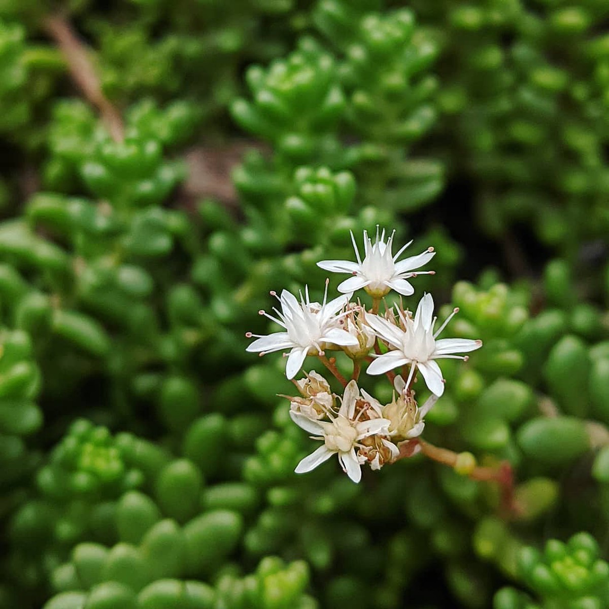 Heirloom Non-GMO White Sedum Acre Flower Seeds for Planting Hardy Ground Cover Blooming Seeds