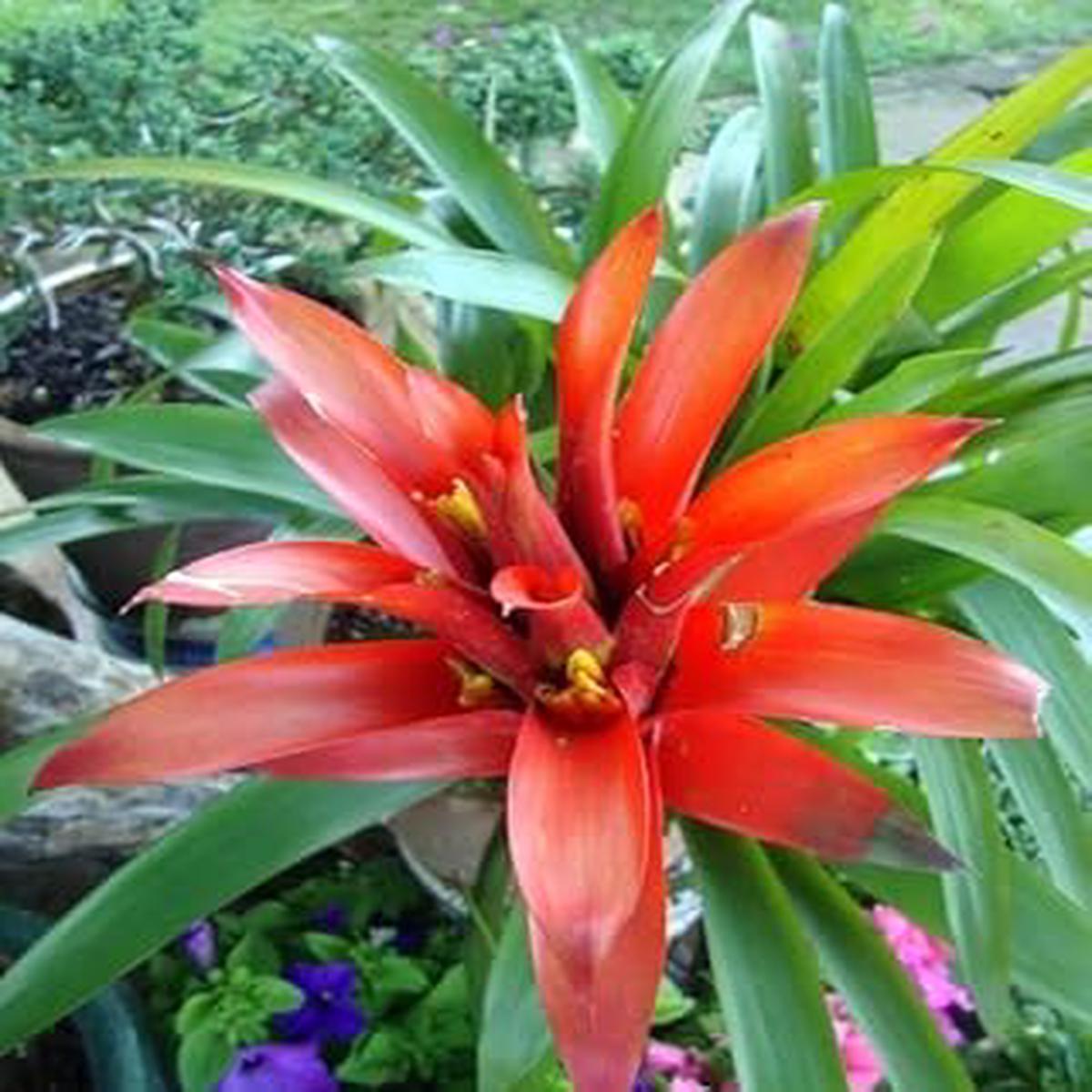 Heirloom Orange Bromeliad Flower Seeds for Planting Non-GMO, High Germination Exotic Tropical Garden Seeds
