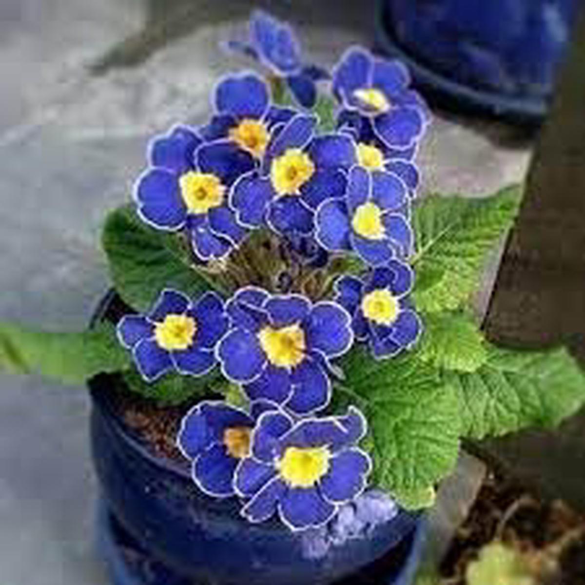 Heirloom Primrose Flower Seeds Non-GMO, High Germination Organic Garden Seeds