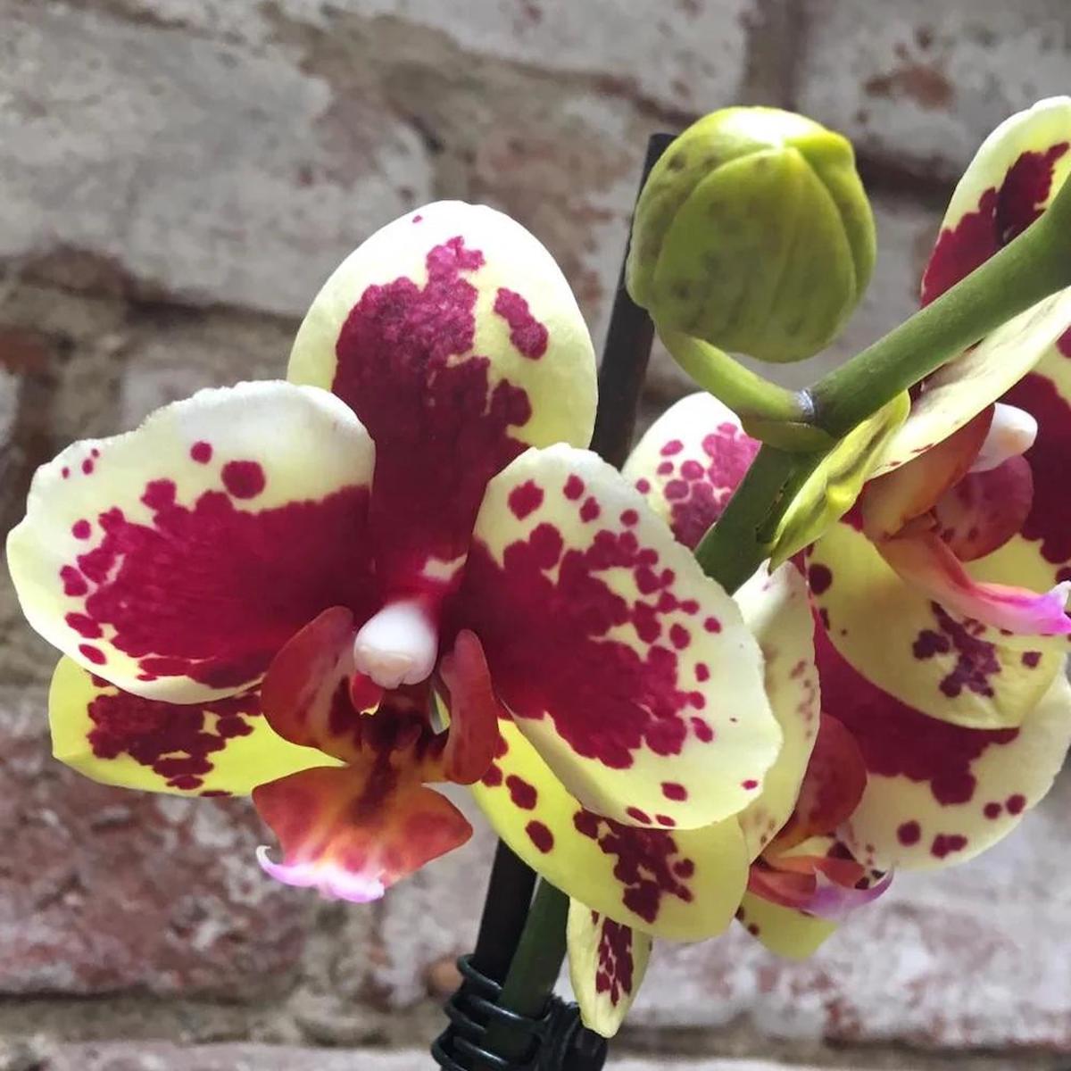 Heirloom Yellow Purple Phalaenopsis Orchid Flower Seeds  Non-GMO Exotic Blooms for Planting