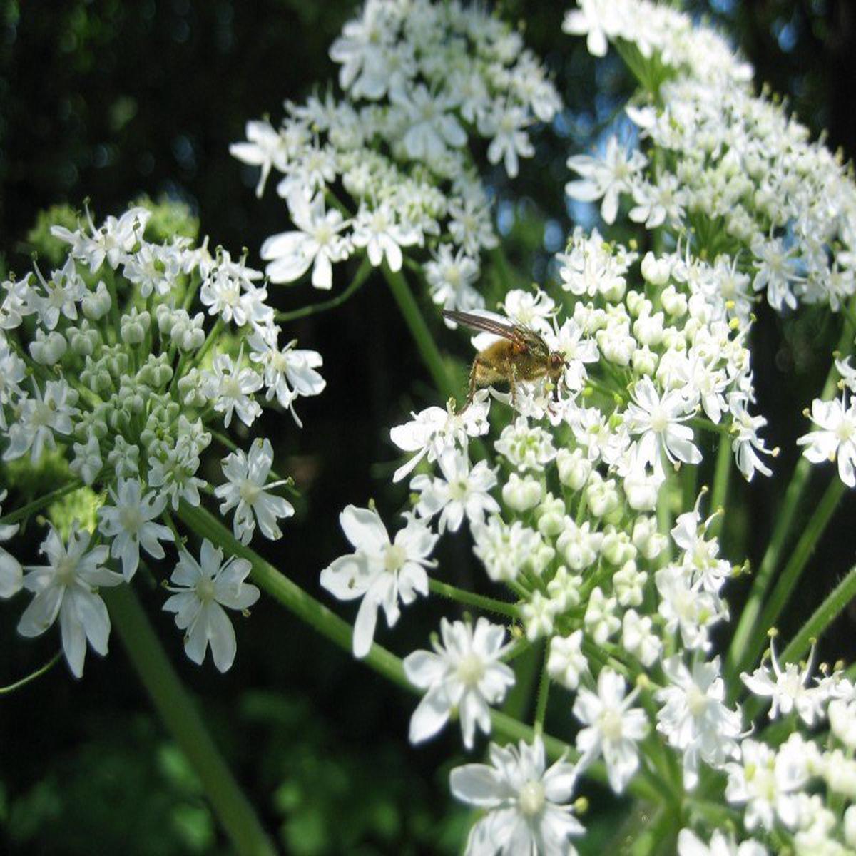 Heracleum Lanatum Flower seeds for Planting - Long Bloom Season, Heirloom & GMO Free Seeds for Home Garden Non-GMO