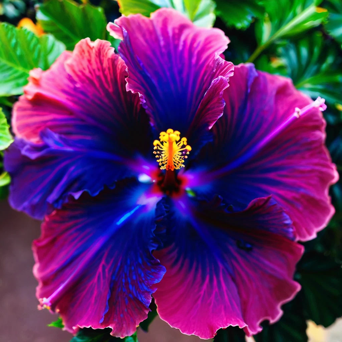 Hibiscus Seeds Flowers Flower Seed Perennial Bloom Pink Blue  Heirloom, Non-GMO, High Germination Organic Garden Seeds