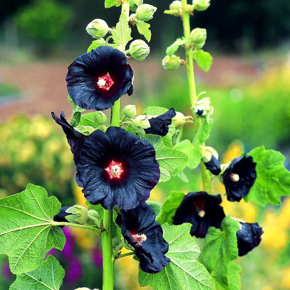 Hollyhock Flower Alcea Rosea For Planting Urban Garden Home Garden Flower Seeds for Home Garden