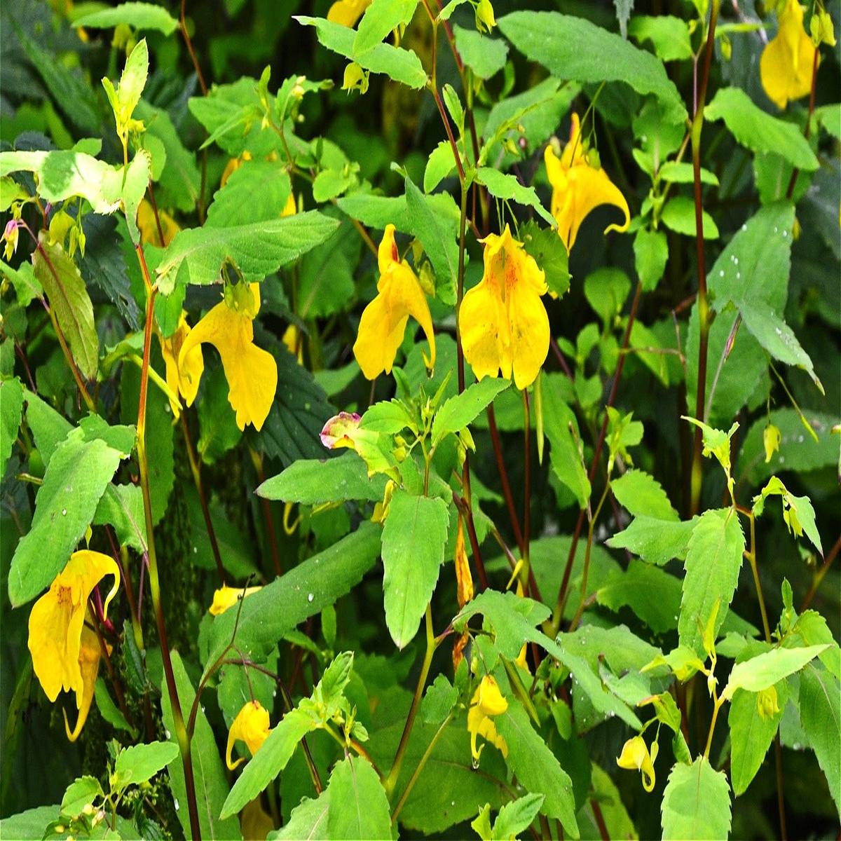 Jewelweed Flower Seeds for Planting  Drought Tolerant, Heirloom, GMO Free Organic Garden Seeds