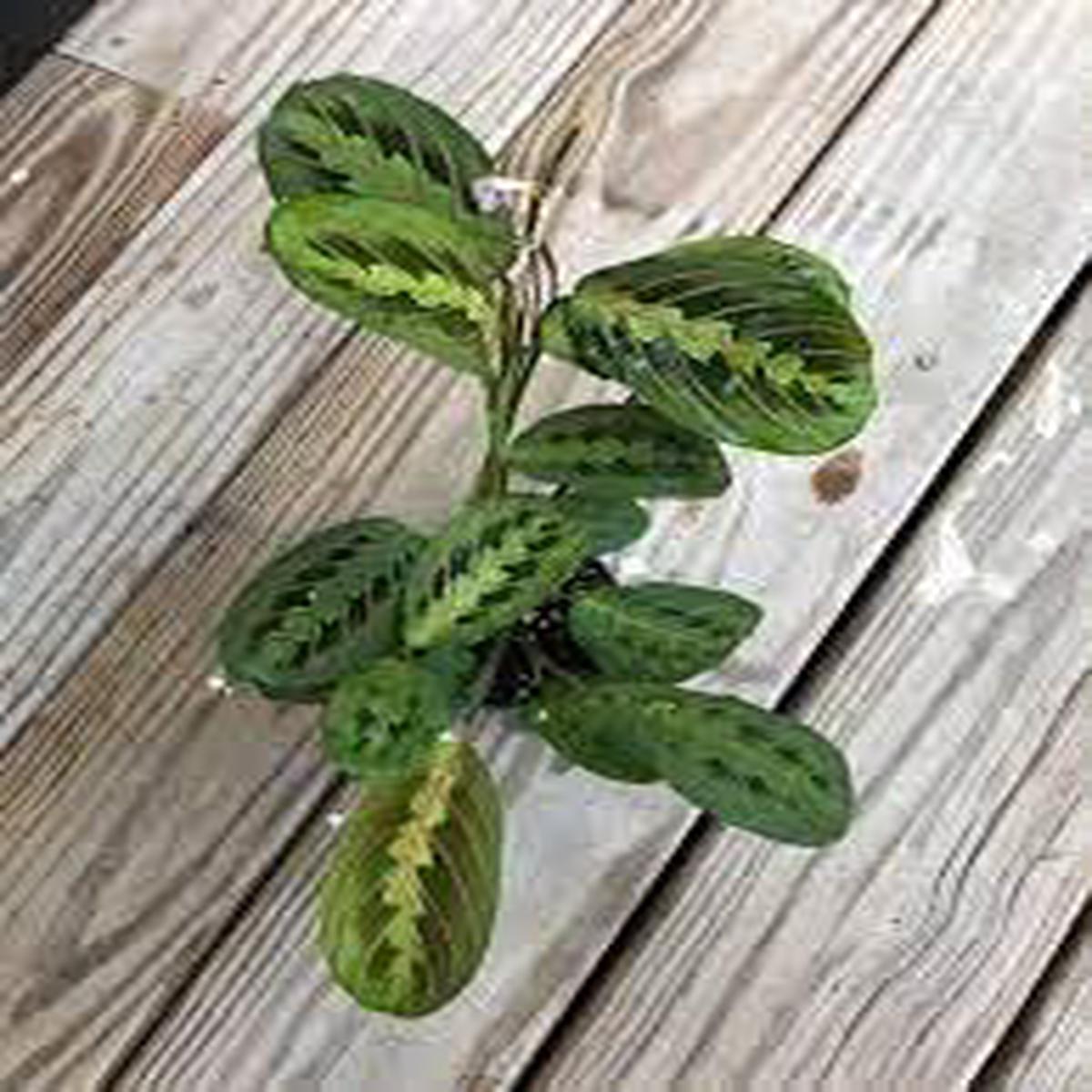 Maranta Leuconeura - Flower seeds for Planting - Compact Growth, Heirloom & GMO Free Seeds for Home Garden