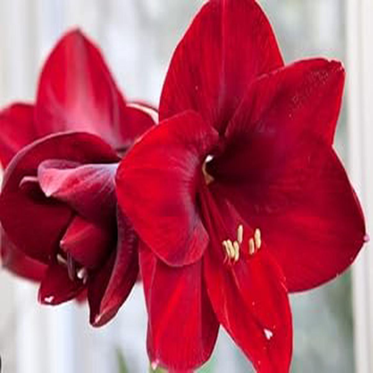 Maroon Hippeastrum Rutilum Flower seeds for Planting - Garden Favorite, Heirloom & GMO Free Seeds for Home Garden