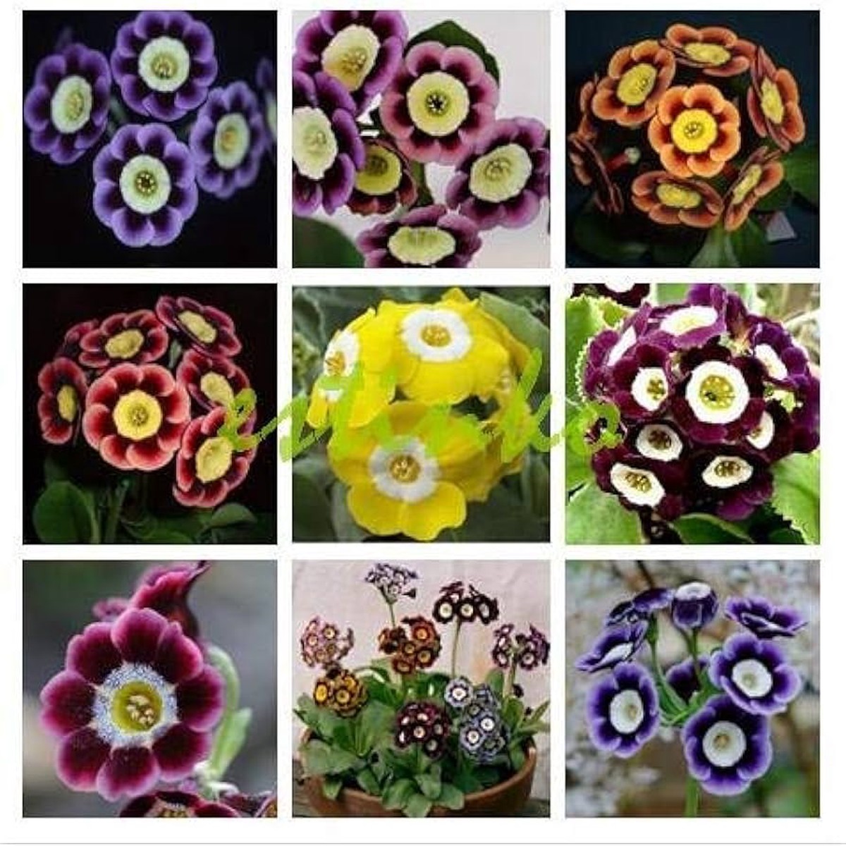 Mixed Auricula Flower Seeds for Planting Heirloom, Non-GMO, High Germination Vibrant Garden Blooms