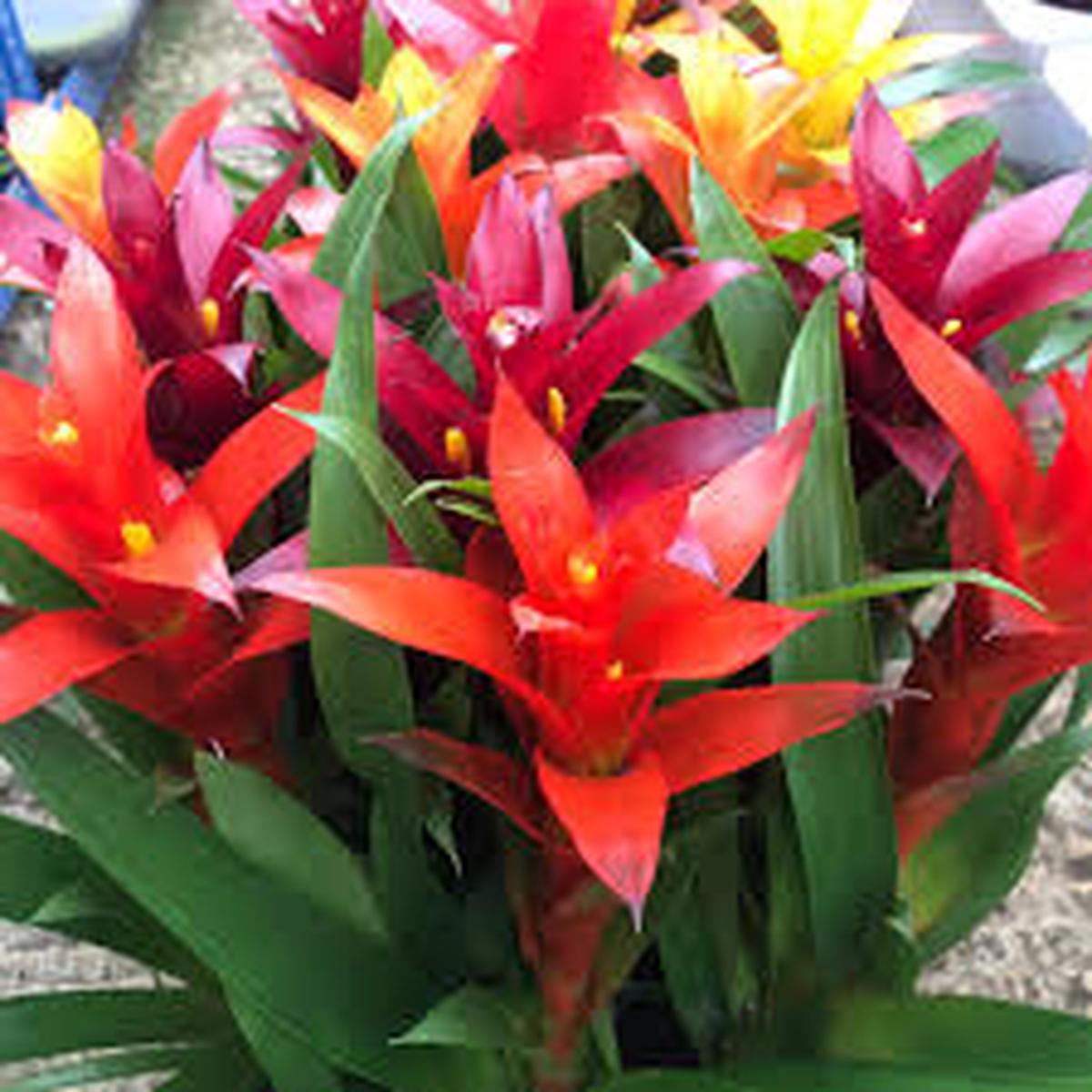 Mixed Bromeliad Seeds for Planting Heirloom, Non-GMO, Sun-Loving Organic Garden Seeds with High Germination