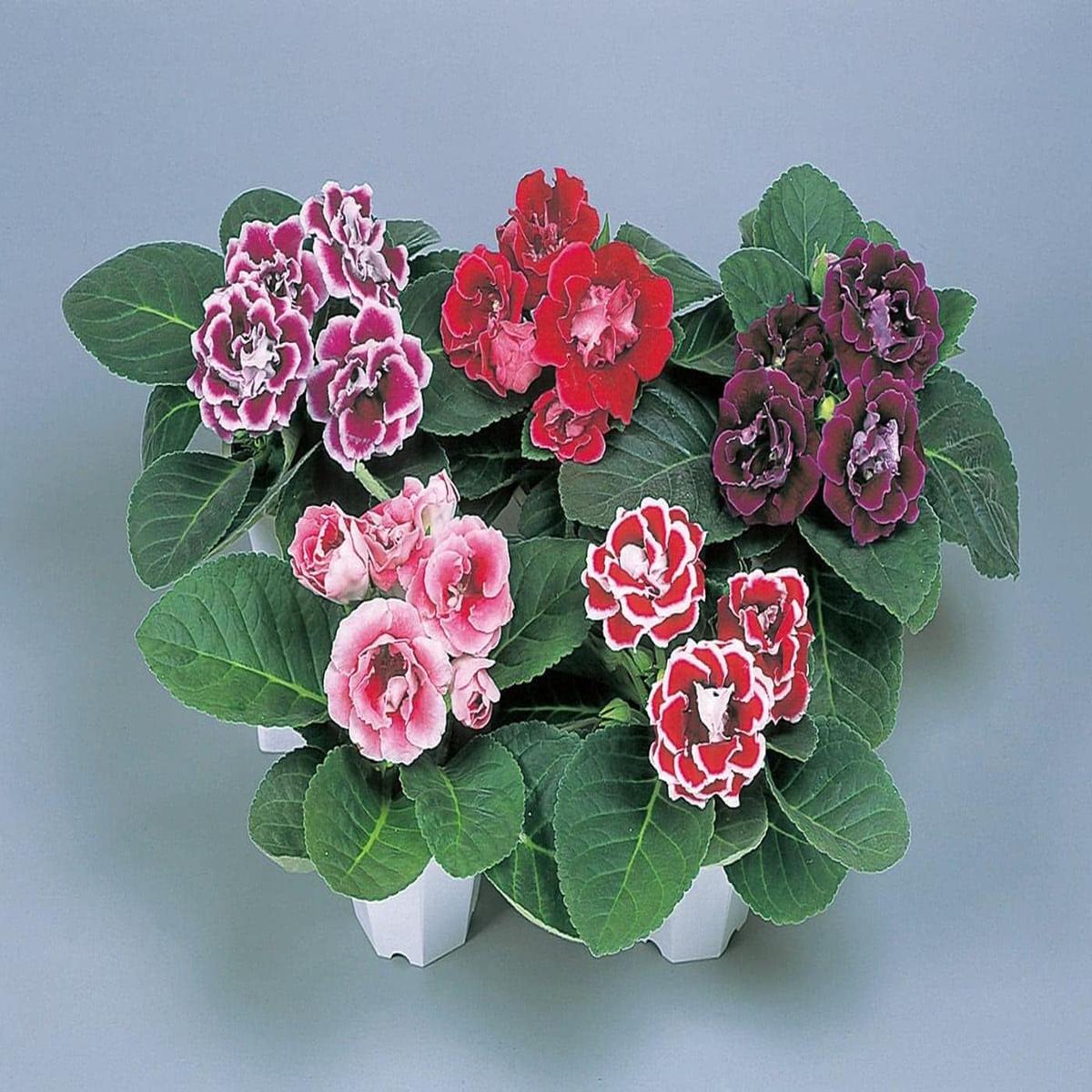 Mixed Gloxinia Seeds for Planting Organic, Heirloom, Non-GMO High Germination Flower Seeds