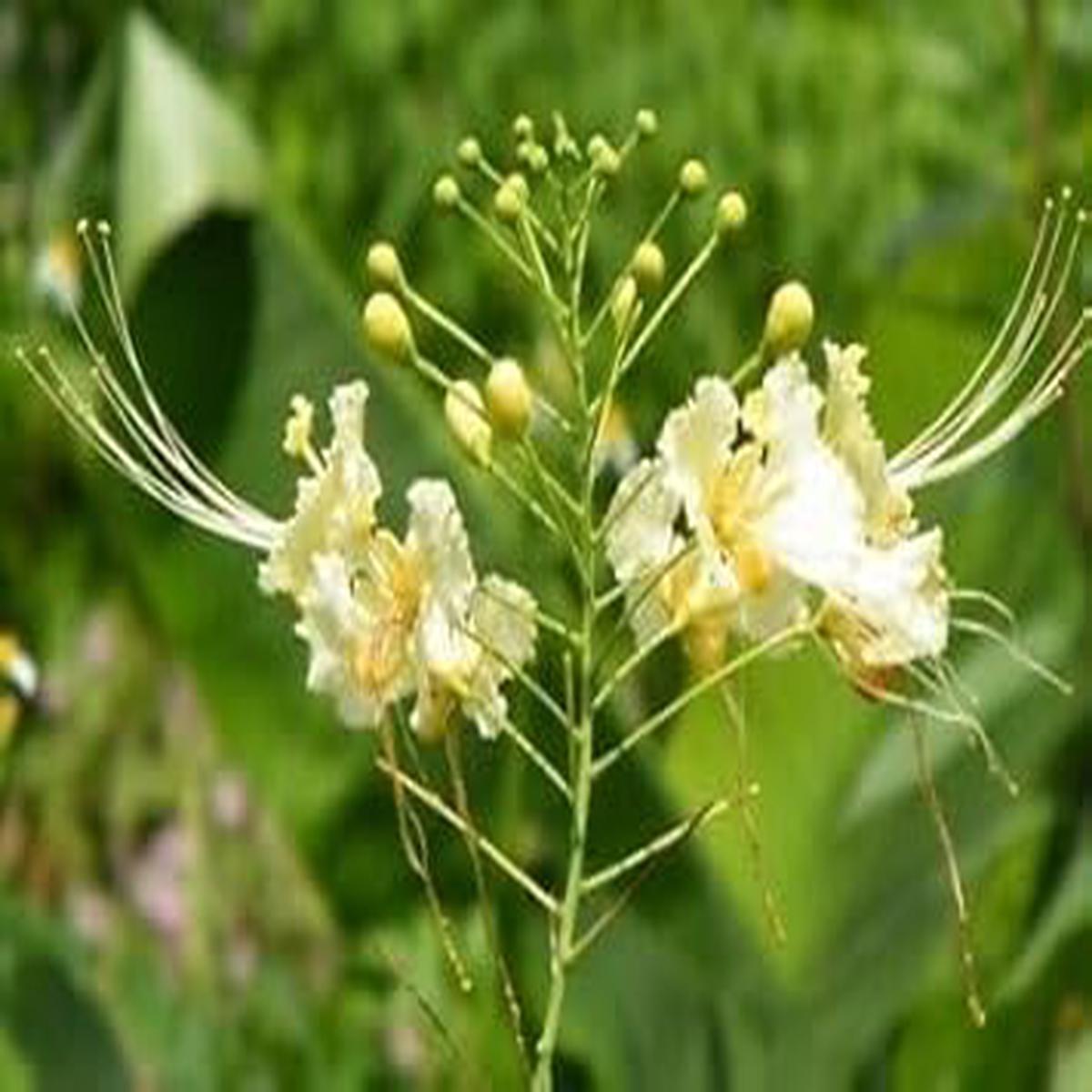 Mixed Primula Flower Seeds Wildflower Mix Heirloom & NonGMO Seeds for Planting Home Gardens Sale