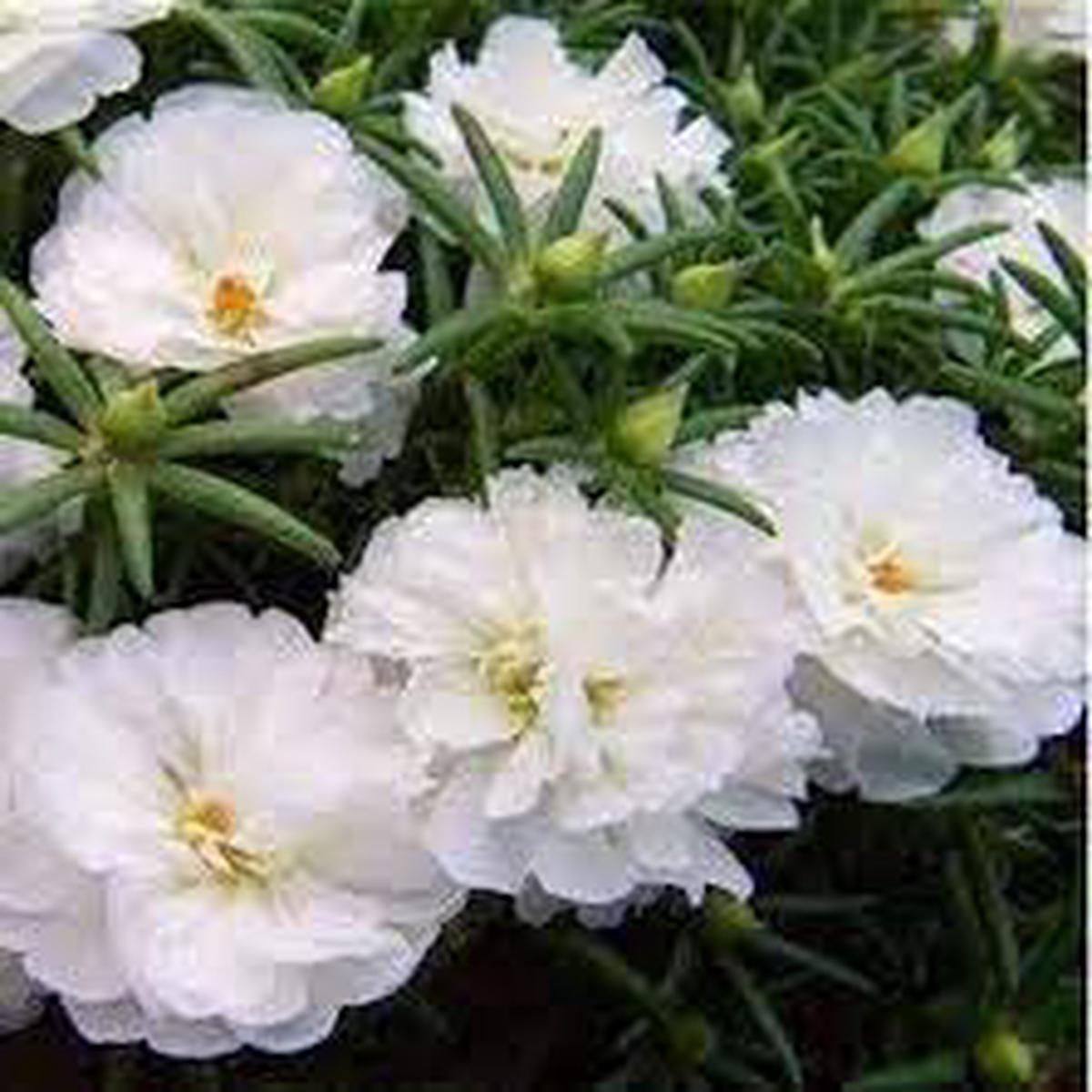 Moss Rose Flower seeds for Planting Perfect for Borders Heirloom & GMO Free Seeds for Home Garden