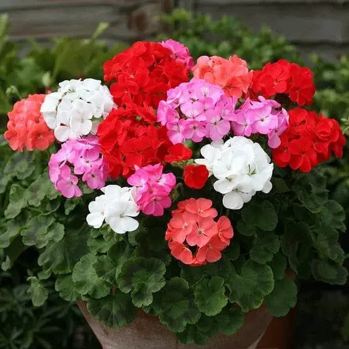 Multi Colour Geraniums Flower Seeds for Planting Long Bloom Season Heirloom & GMO Free Seeds for Home Garden Sale