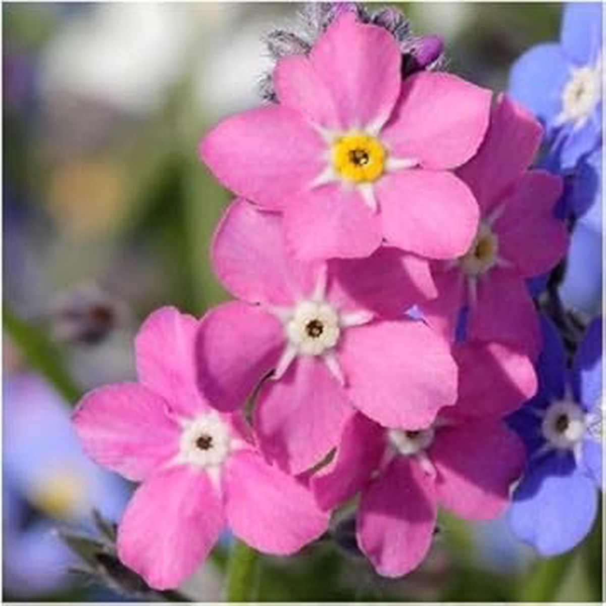 Myosotis Flower seeds for Planting - Long Bloom Season, Heirloom & GMO Free Seeds for Home Garden