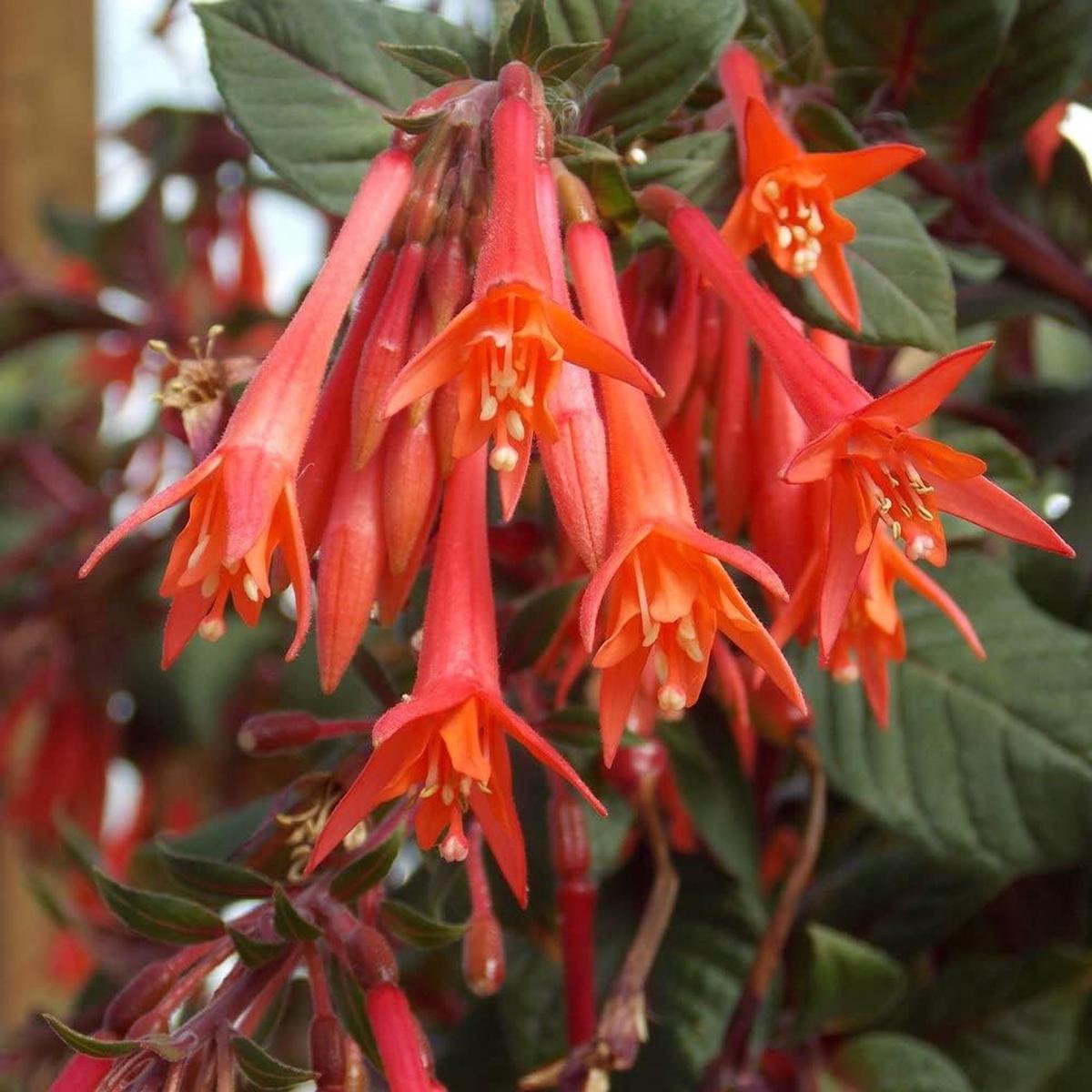 Orange Fuchsia Flower Seeds  Heirloom Non-GMO High Germination Organic Garden Seeds for Planting