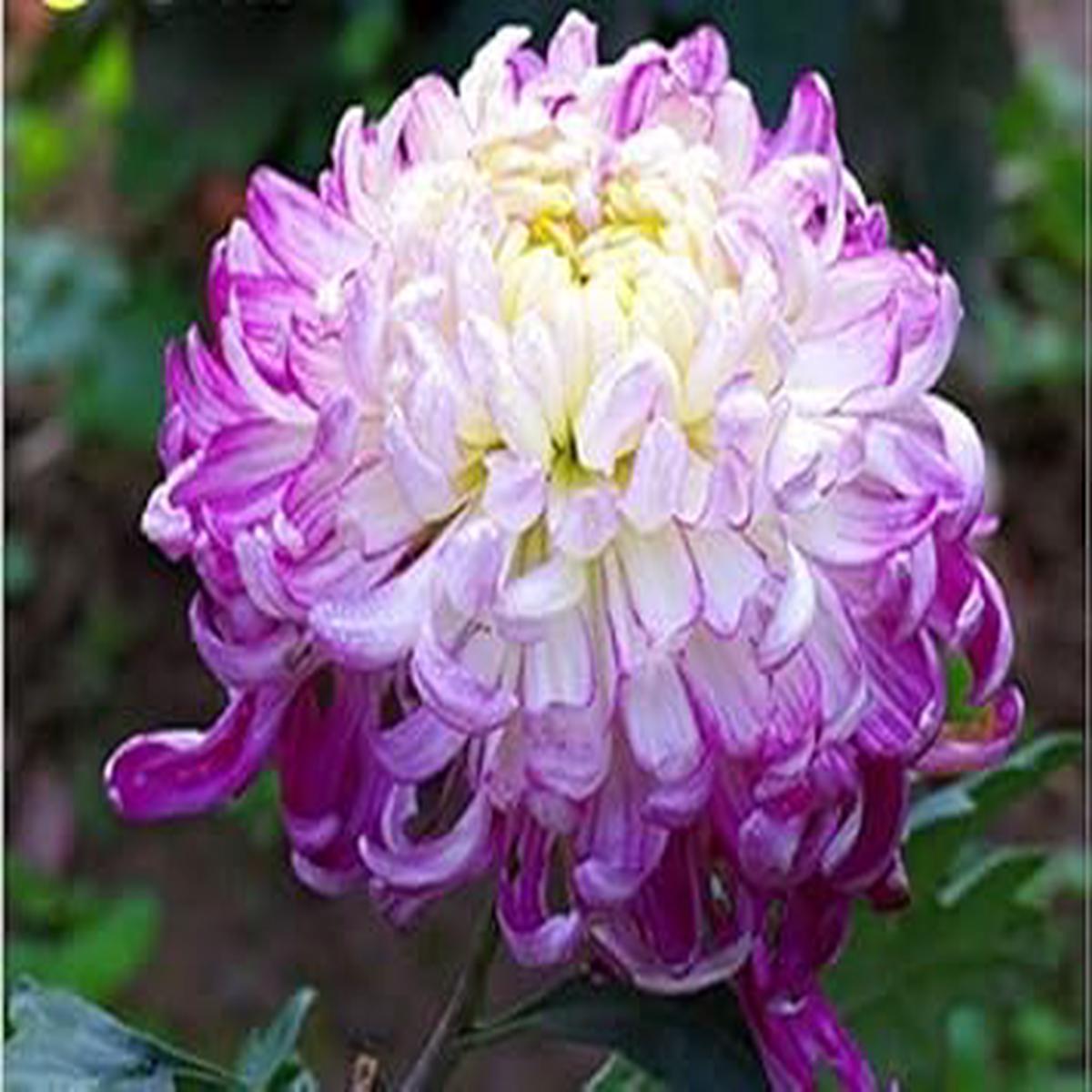 Organic Heirloom Non-GMO Chrysanthemum Seeds for Planting  White & Violet Mix Blooms