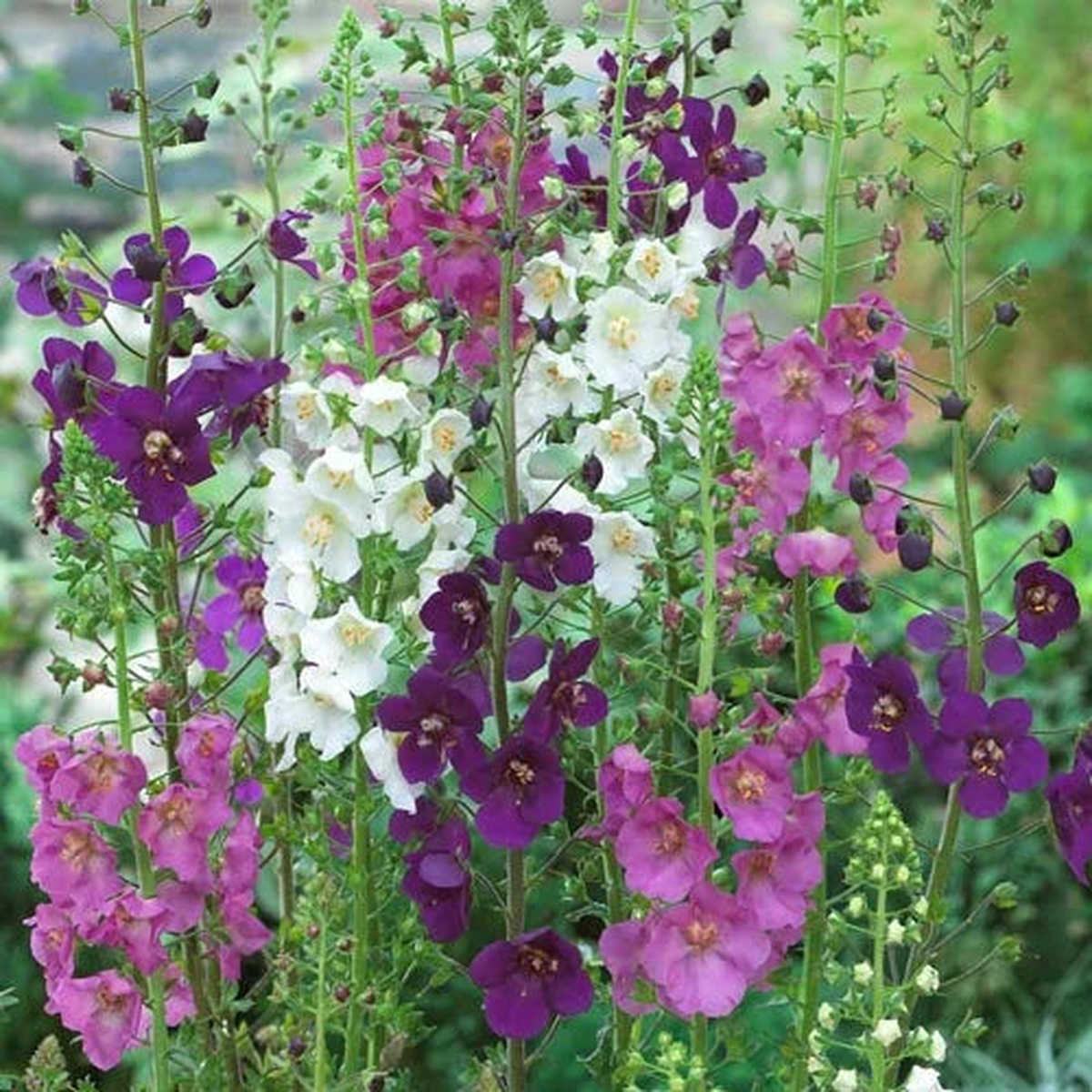 Oxtail Verbascum Flower Seeds for Planting Premium, Heirloom, Non-GMO, Organic Garden Seeds