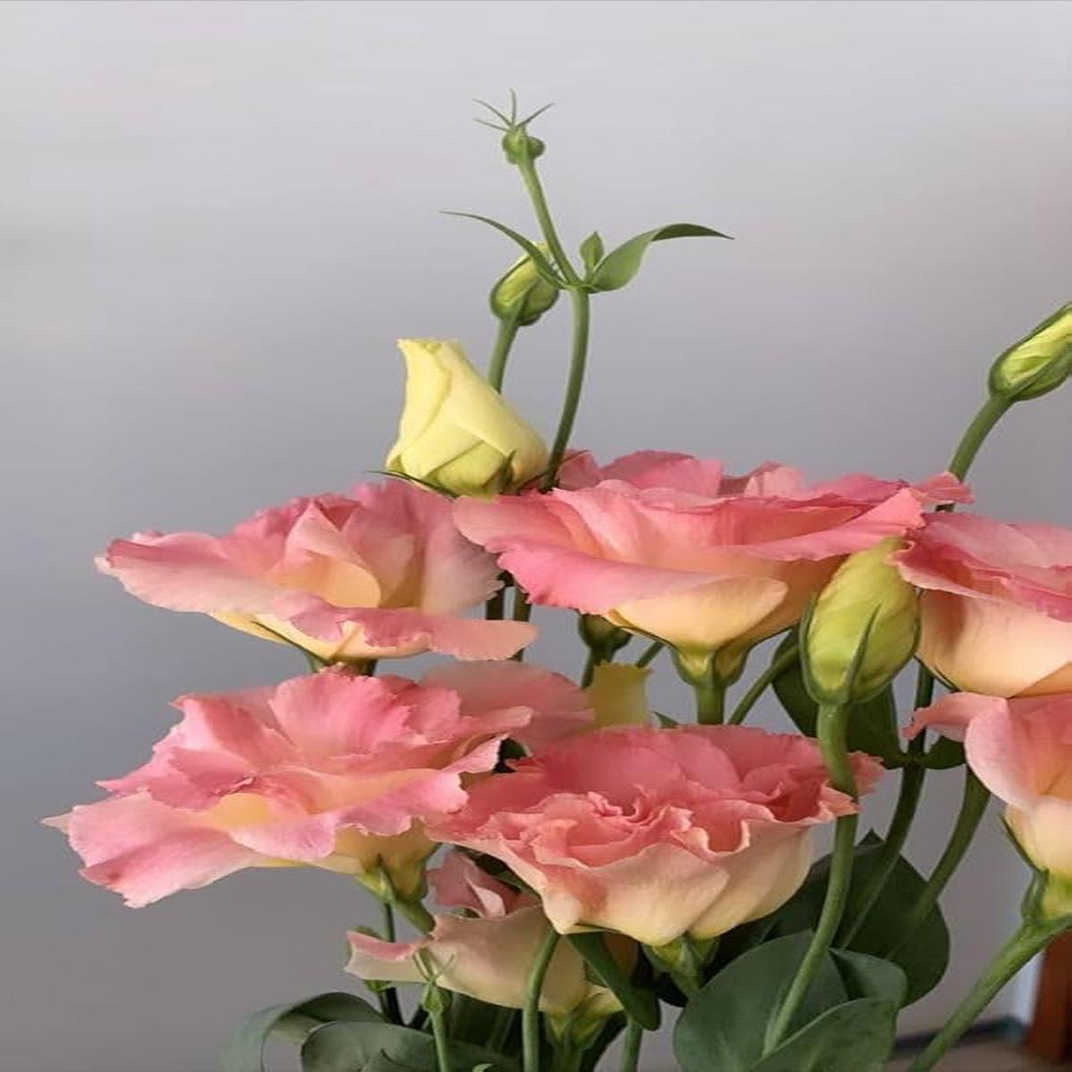 Peach Eustoma (Lisianthus) Flower Seeds for Planting  Heirloom, Non-GMO Compact Organic Garden Seeds