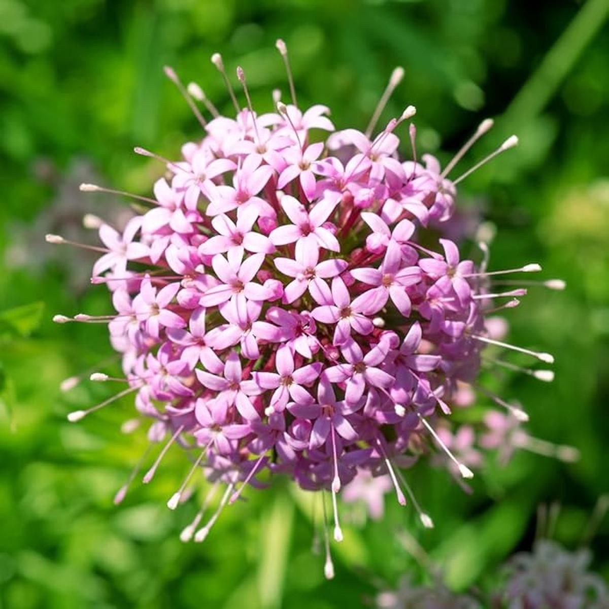 Pink Crossworts Flower seeds for Planting Low Maintenance Heirloom & GMO Free Seeds for Home Garden Sale