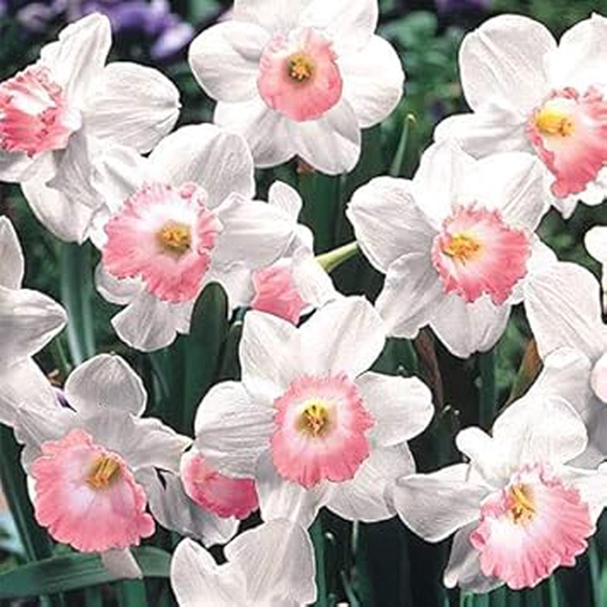 Pink Narcissus Seeds for Planting Heirloom Non-GMO | High Germination Organic Garden Seeds