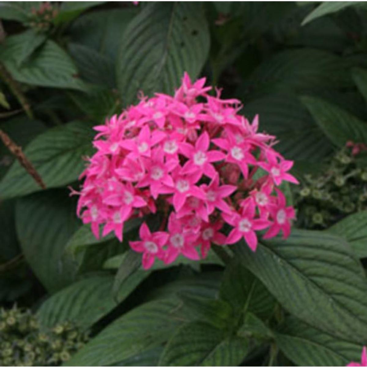 Pink Pentas Flower seeds for Planting - Compact Growth, Heirloom & GMO Free Seeds for Home Garden