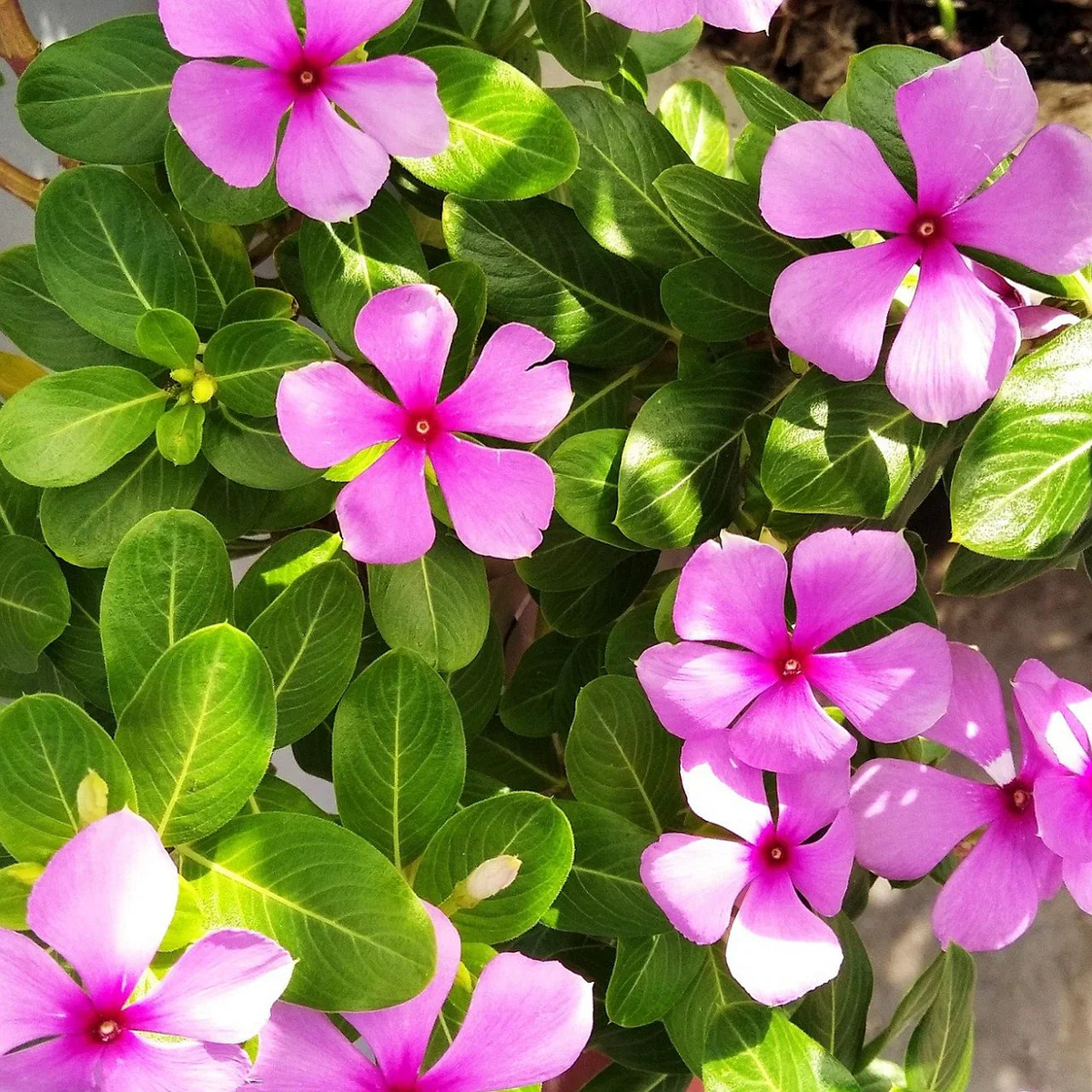 Pink Periwinkle Flower Seeds for Planting  Heirloom, Non-GMO, Organic Garden Seeds