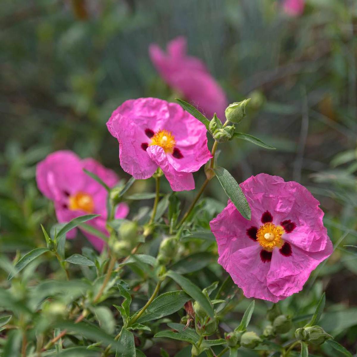 Pink Rock Rose Flower Seeds for Planting  Heirloom, Non-GMO, Drought-Tolerant, Perennial