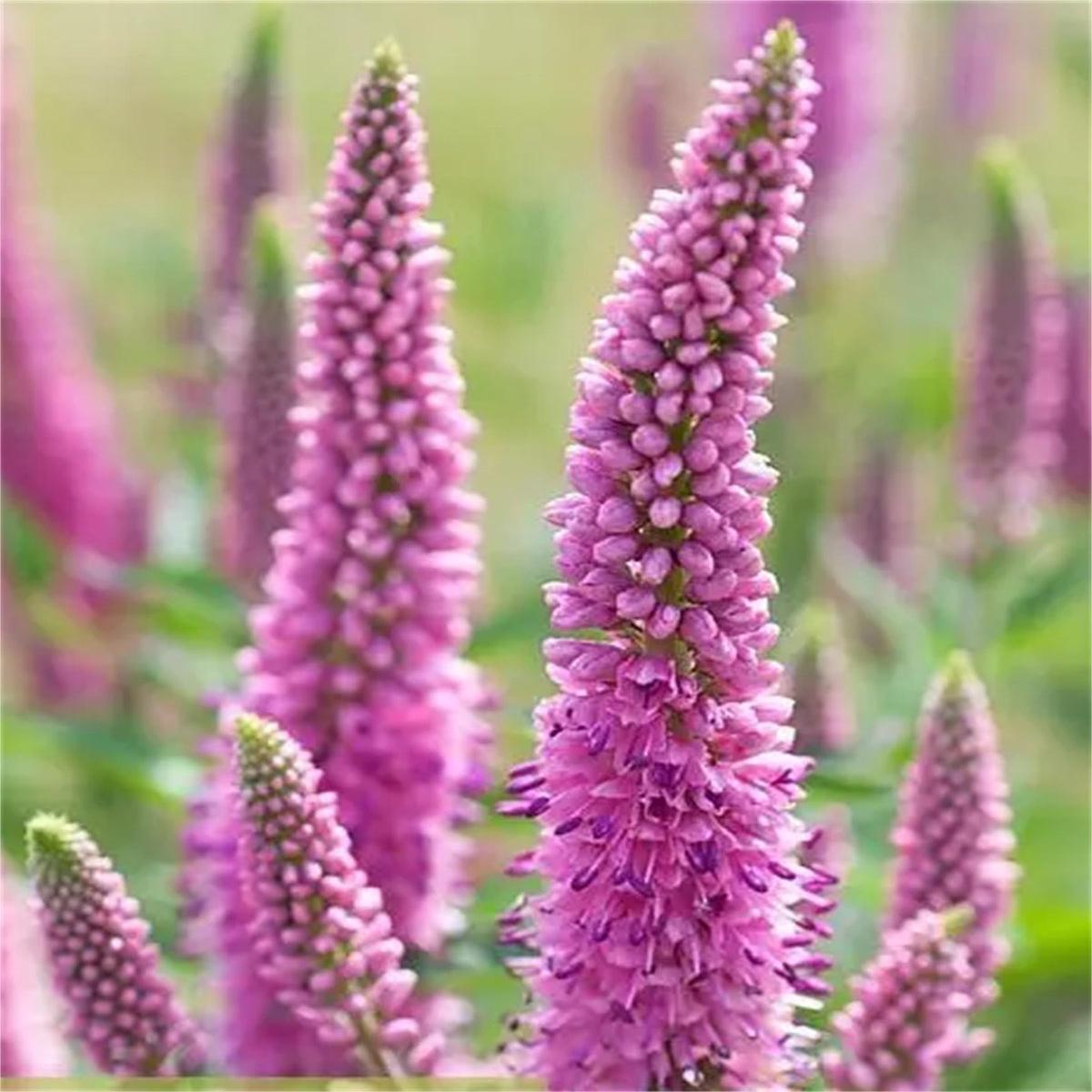 Pink Veronica Flower seeds for Planting - Vibrant Colors, Heirloom & GMO Free Seeds for Home Garden